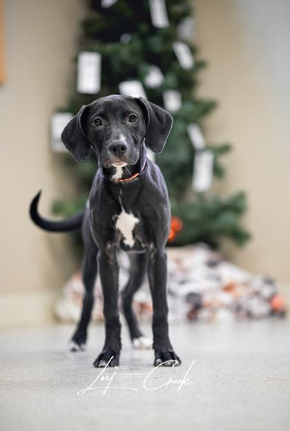Enlarge Holly, a Adoptable mixed breed in Kalispell, MT image 2/3