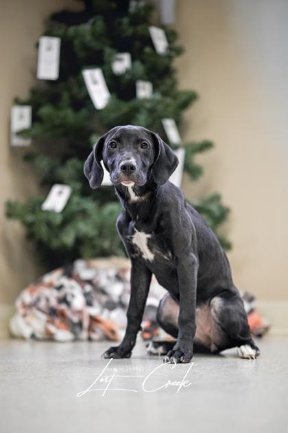 Enlarge Holly, a Adoptable mixed breed in Kalispell, MT image 3/3