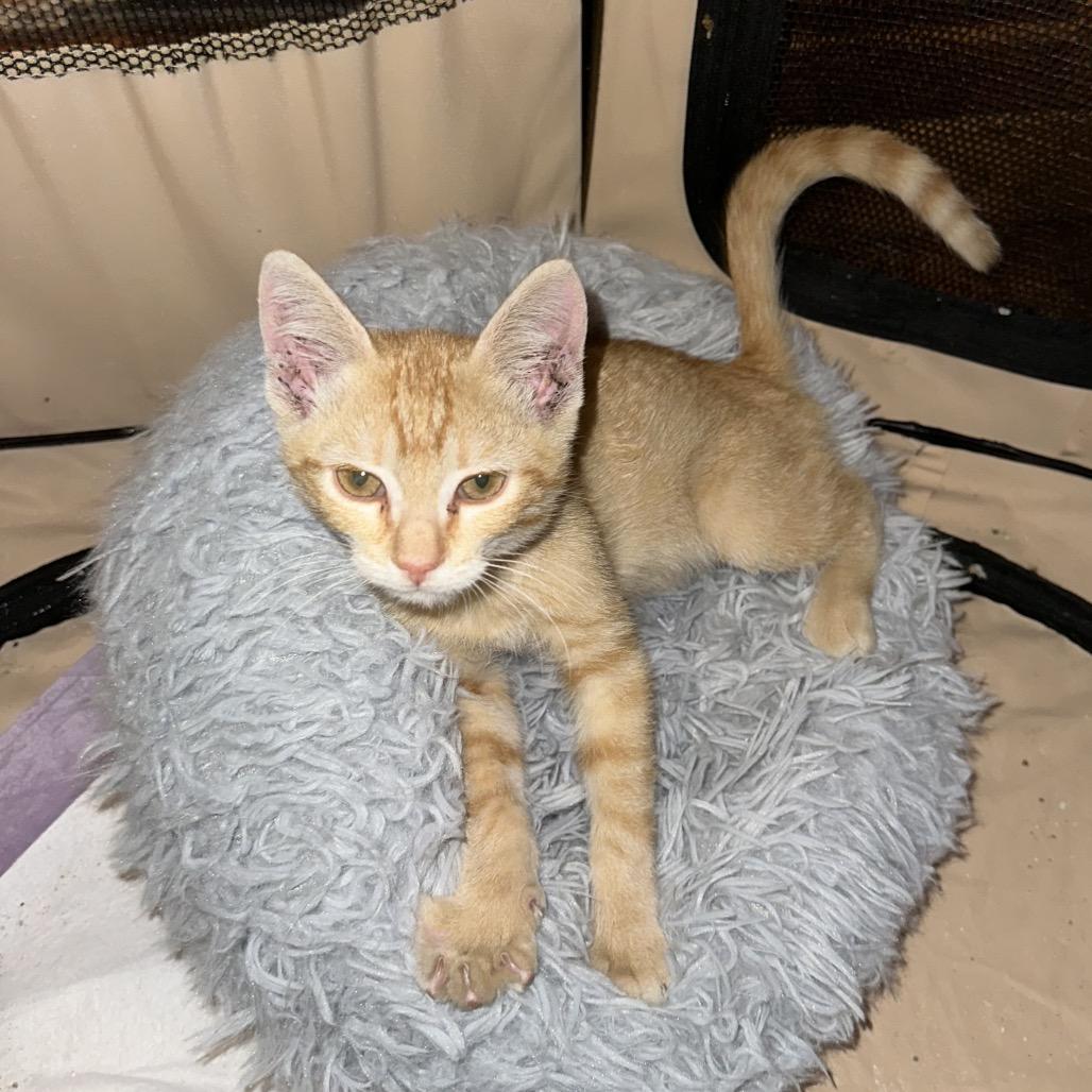 George Moultrie-PW, Adoptable, Kitten Male Domestic Short Hair.