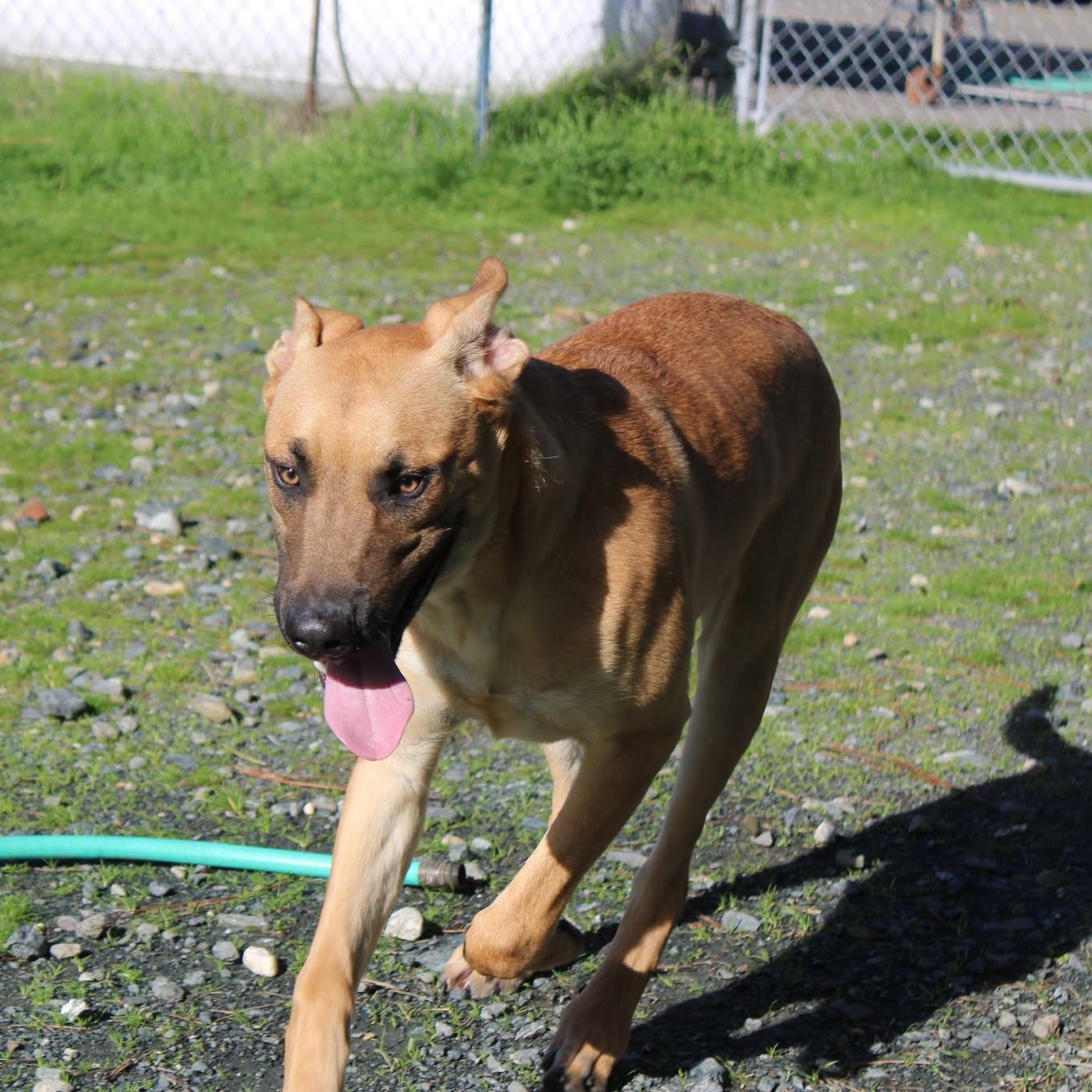 Holmes, a Adoptable mixed breed in Weaverville, CA image 3/4