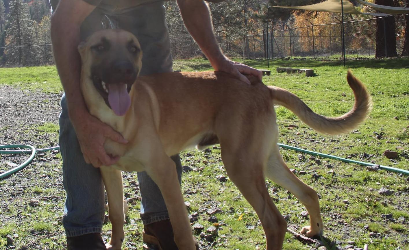 Holmes, a Adoptable mixed breed in Weaverville, CA image 4/4