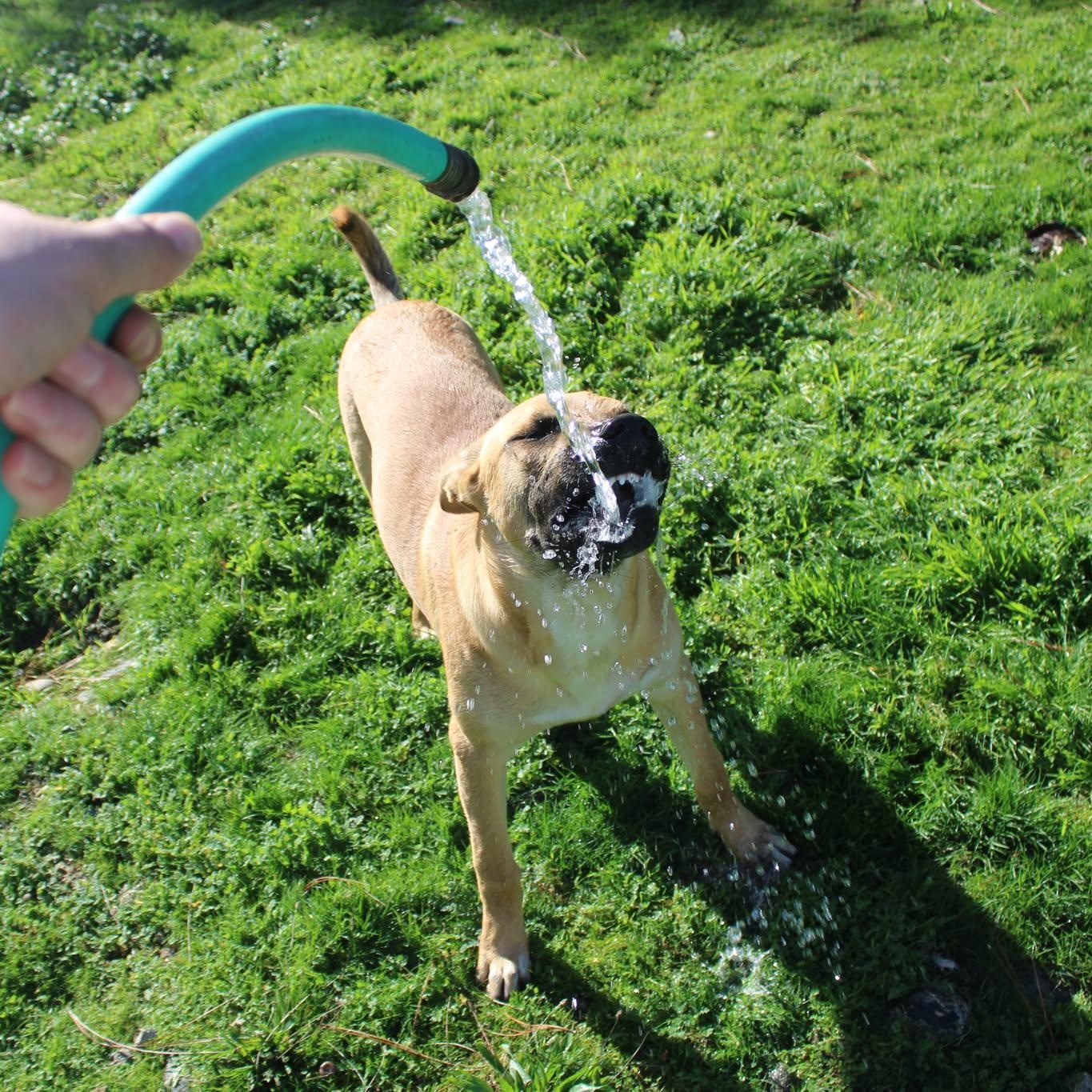 Holmes, a Adoptable mixed breed in Weaverville, CA image 2/4