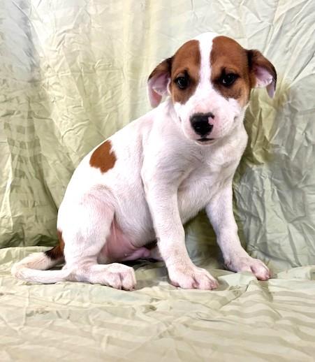 Chive, Adopted, Puppy Male Pit Bull Terrier.