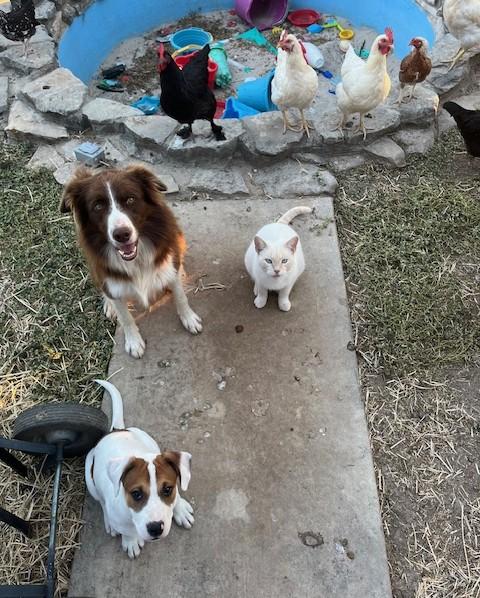 Enlarge Chive, a Adopted mixed breed in Austin, TX image 4/4