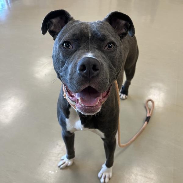 Enlarge Mikey, a Adoptable mixed breed in Des Moines, IA image 1/2