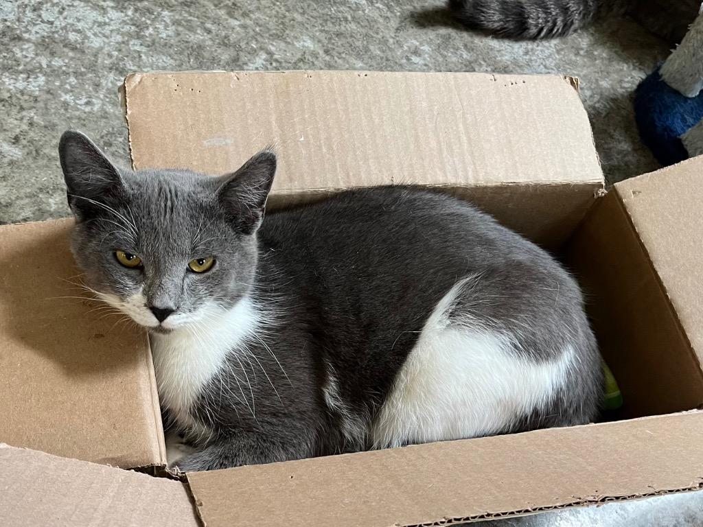 Crocus, Adoptable, Young Male Domestic Short Hair.