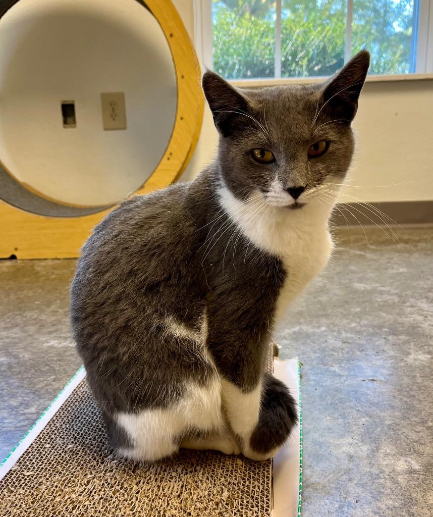 Enlarge Crocus, a Adoptable mixed breed in Clinton, SC image 2/2