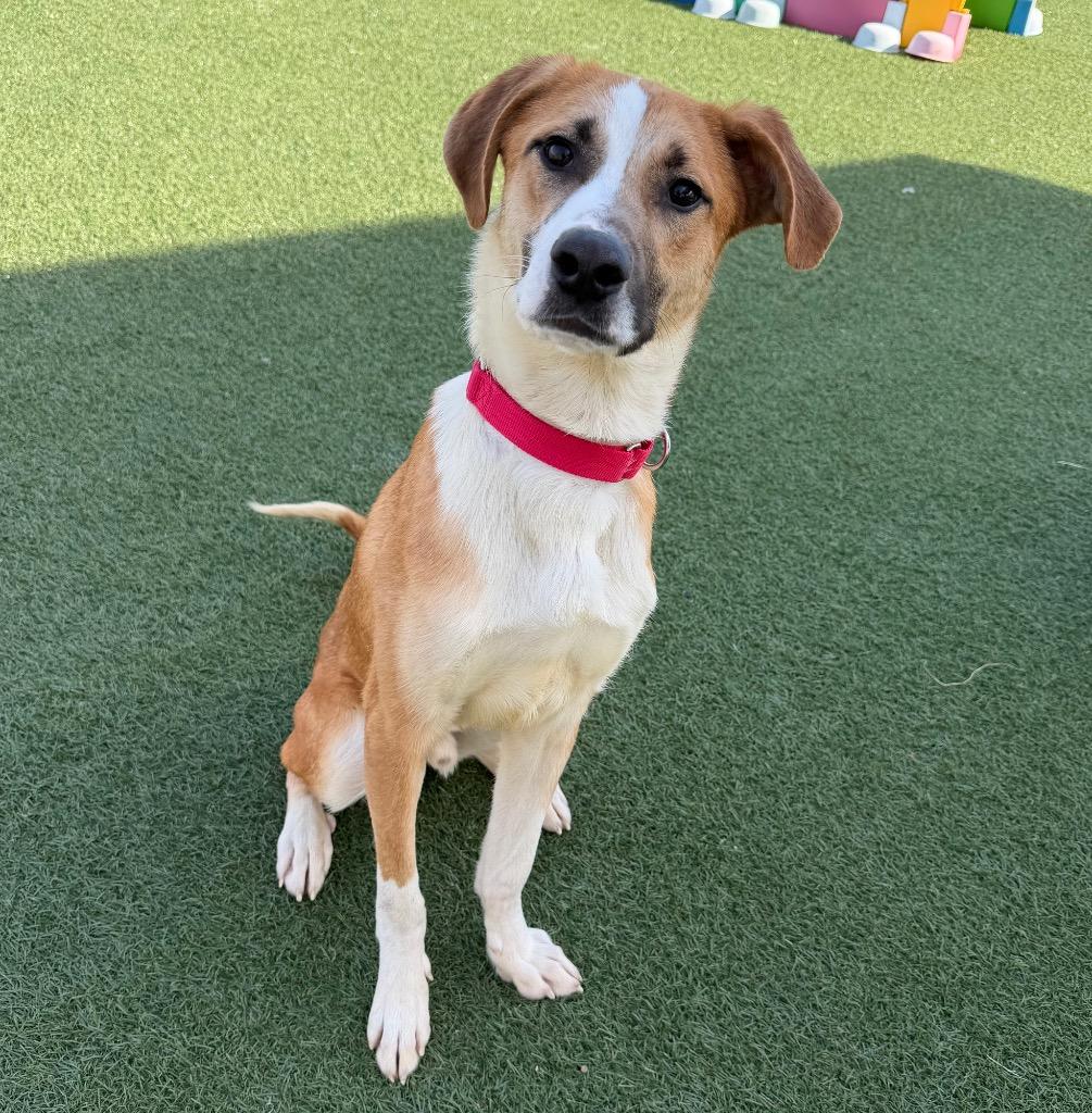 Cheddar, Adoptable, Young Male Mixed Breed.
