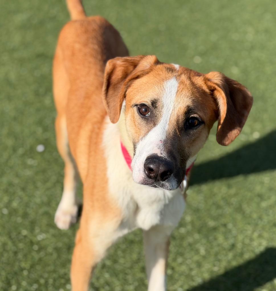 Enlarge Cheddar, a Adoptable mixed breed in Columbia, IL image 2/6