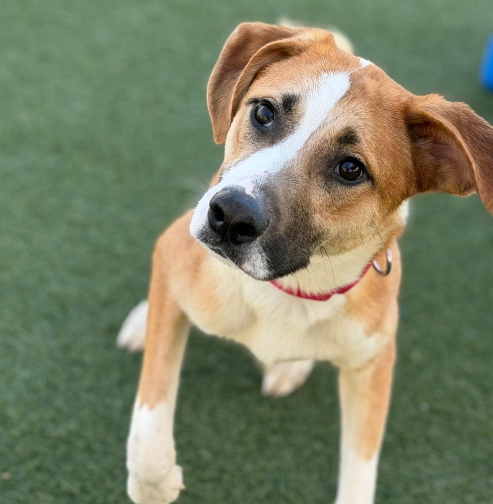 Enlarge Cheddar, a Adoptable mixed breed in Columbia, IL image 4/6