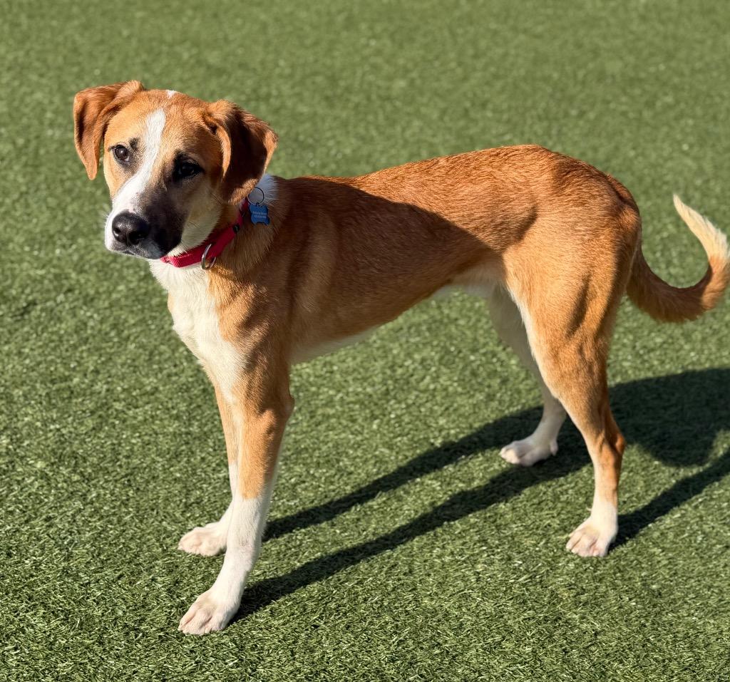 Enlarge Cheddar, a Adoptable mixed breed in Columbia, IL image 5/6