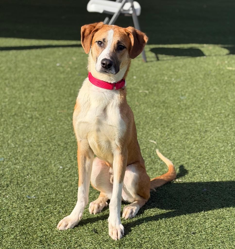 Enlarge Cheddar, a Adoptable mixed breed in Columbia, IL image 6/6