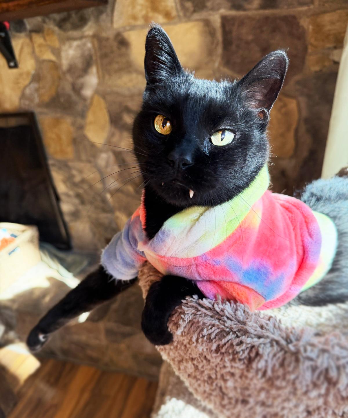 Enlarge Momo, a Adoptable Domestic Short Hair in Asheville, NC image 1/1