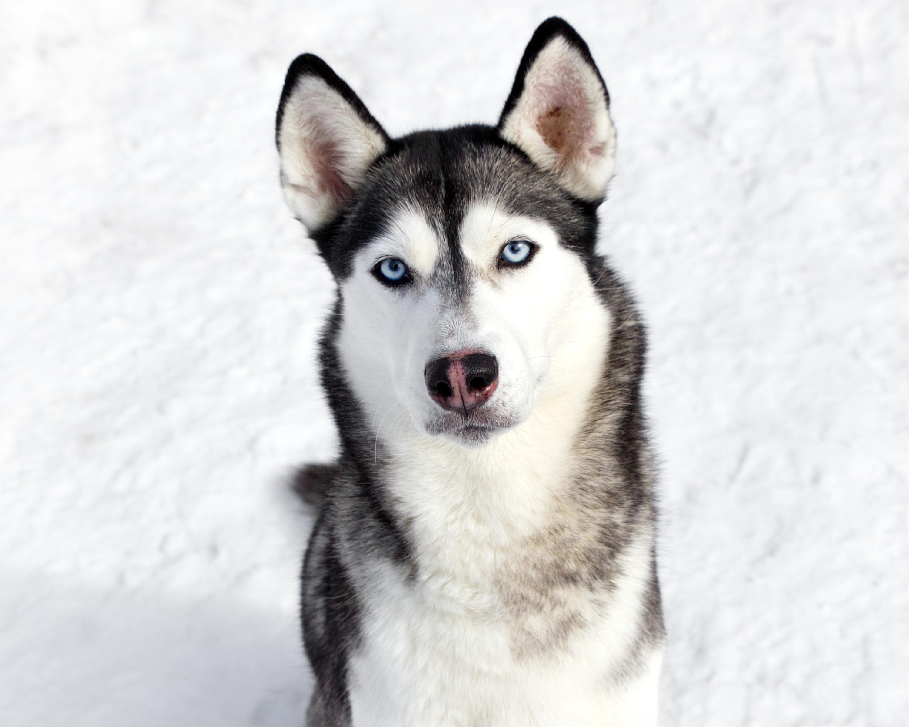 Anna, adopted, Adult Female Husky.