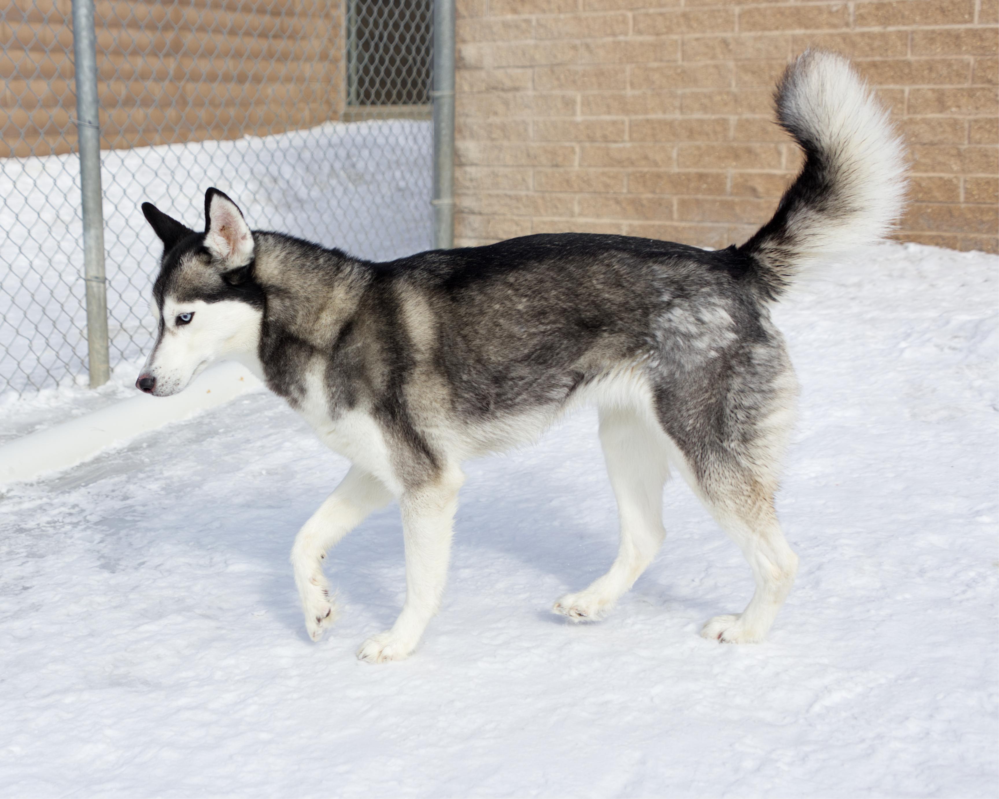 Enlarge Anna, an adopted mixed breed in Winnipeg, MB image 2/3