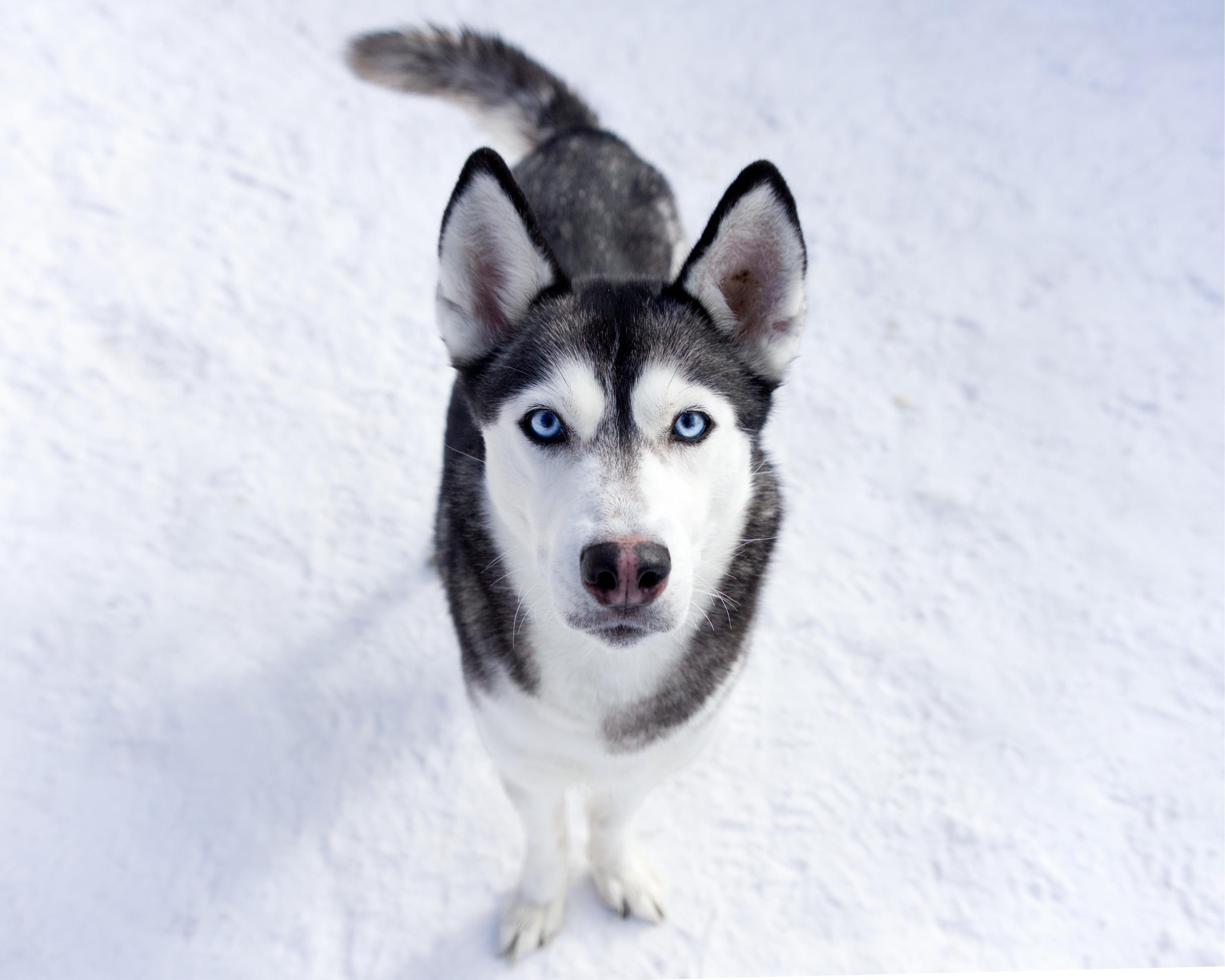 Enlarge Anna, an adopted mixed breed in Winnipeg, MB image 3/3