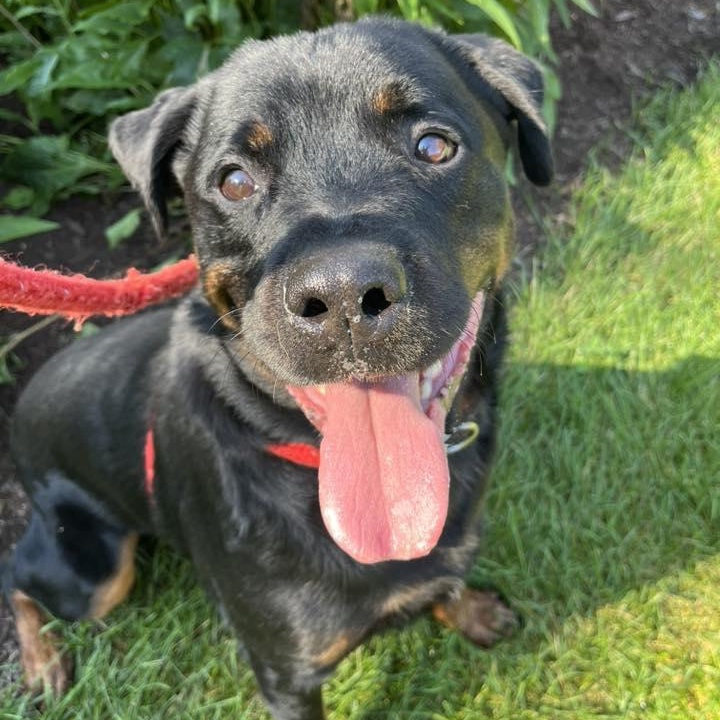 Enlarge Rex, a Adoptable Rottweiler in North Syracuse, NY image 1/2