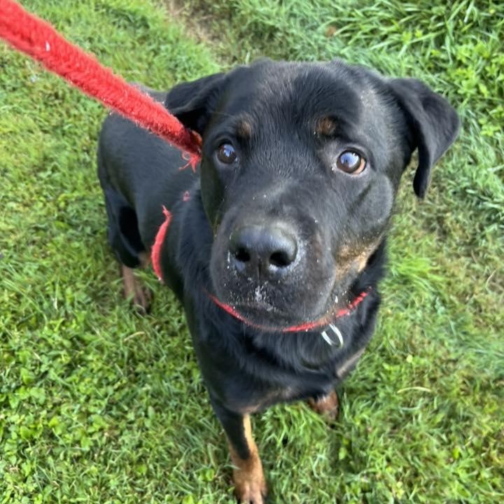 Enlarge Rex, a Adoptable Rottweiler in North Syracuse, NY image 2/2