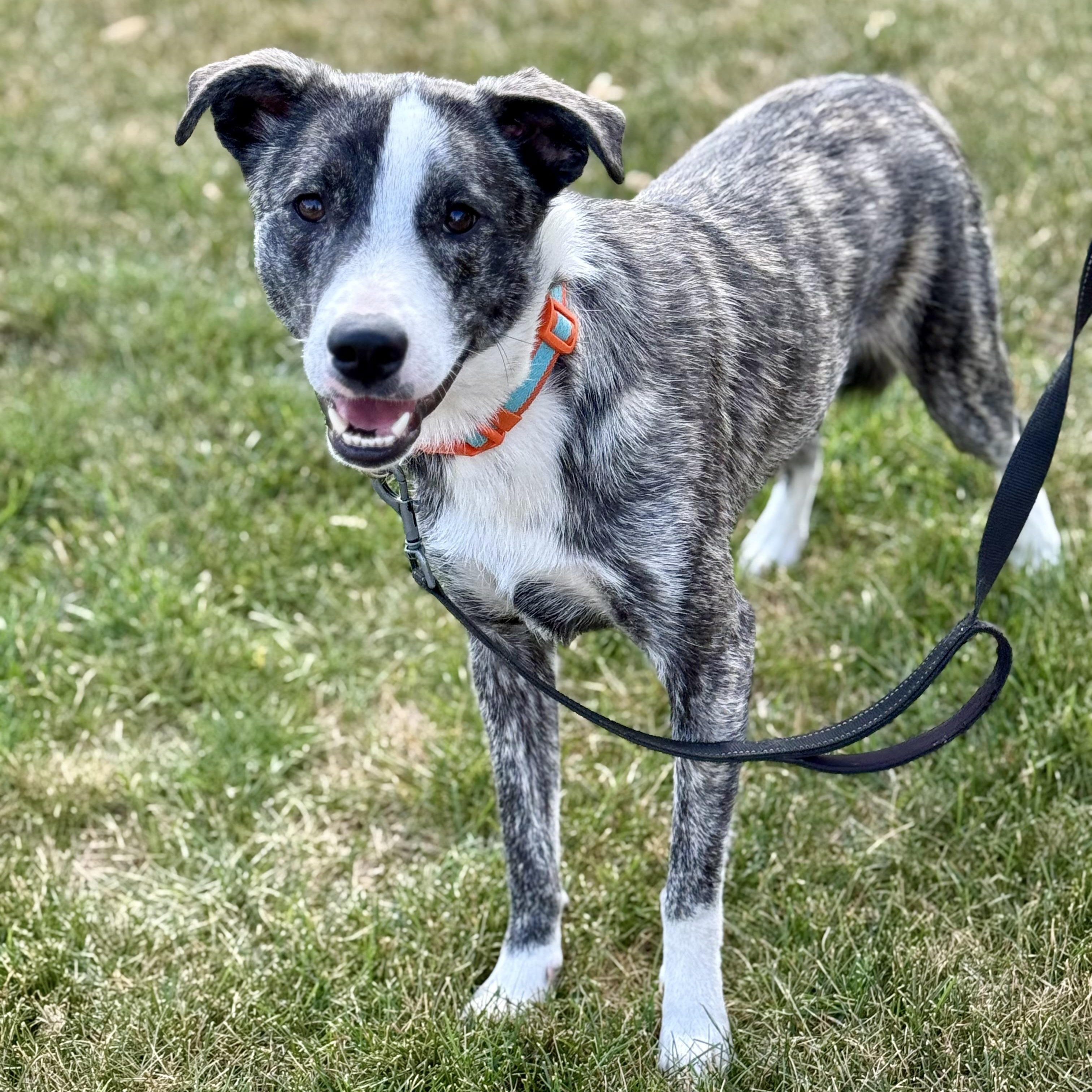 Enlarge Kev, an adoptable mixed breed in Orland Park, IL image 1/6