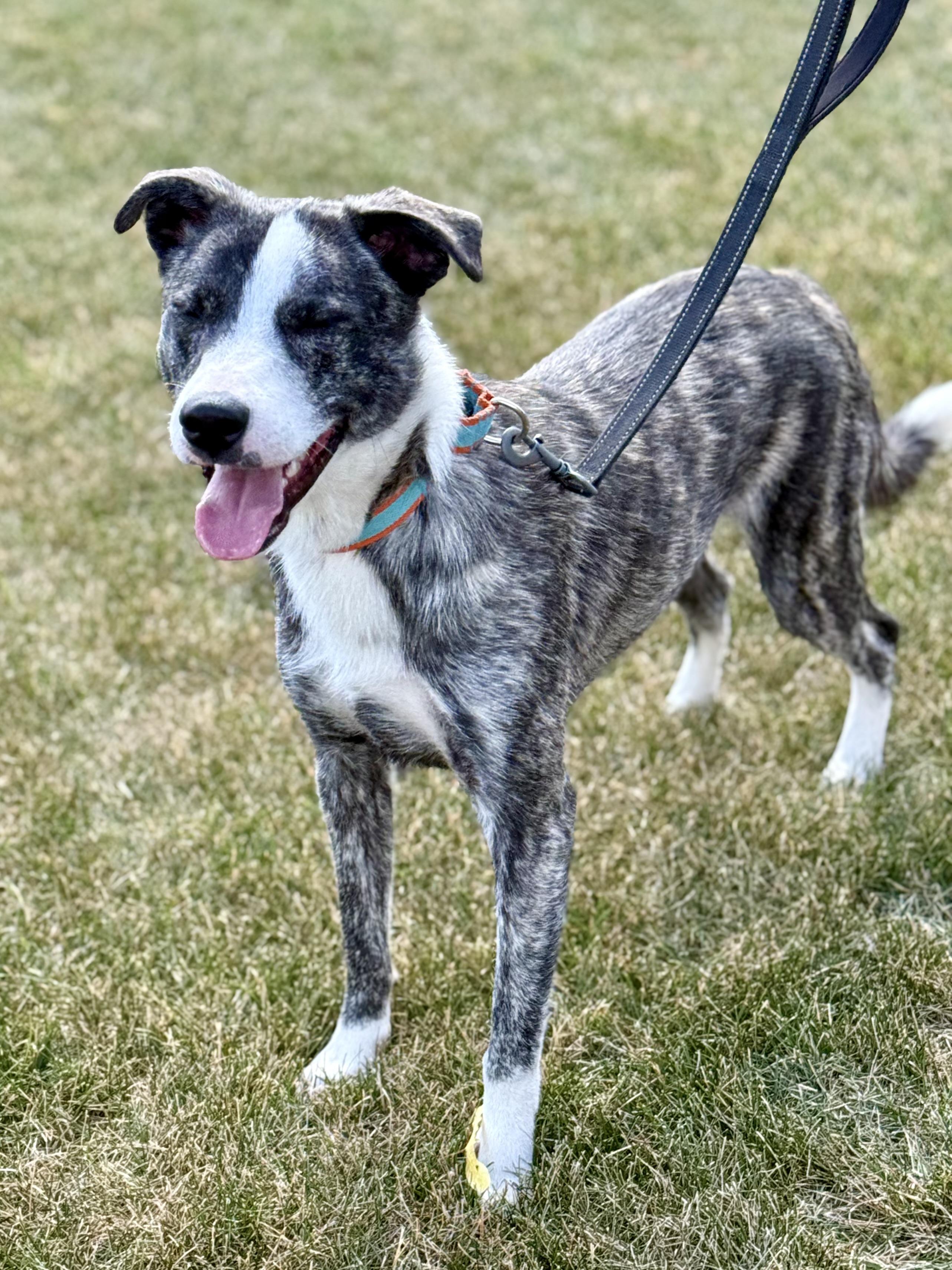 Enlarge Kev, an adoptable mixed breed in Orland Park, IL image 2/6