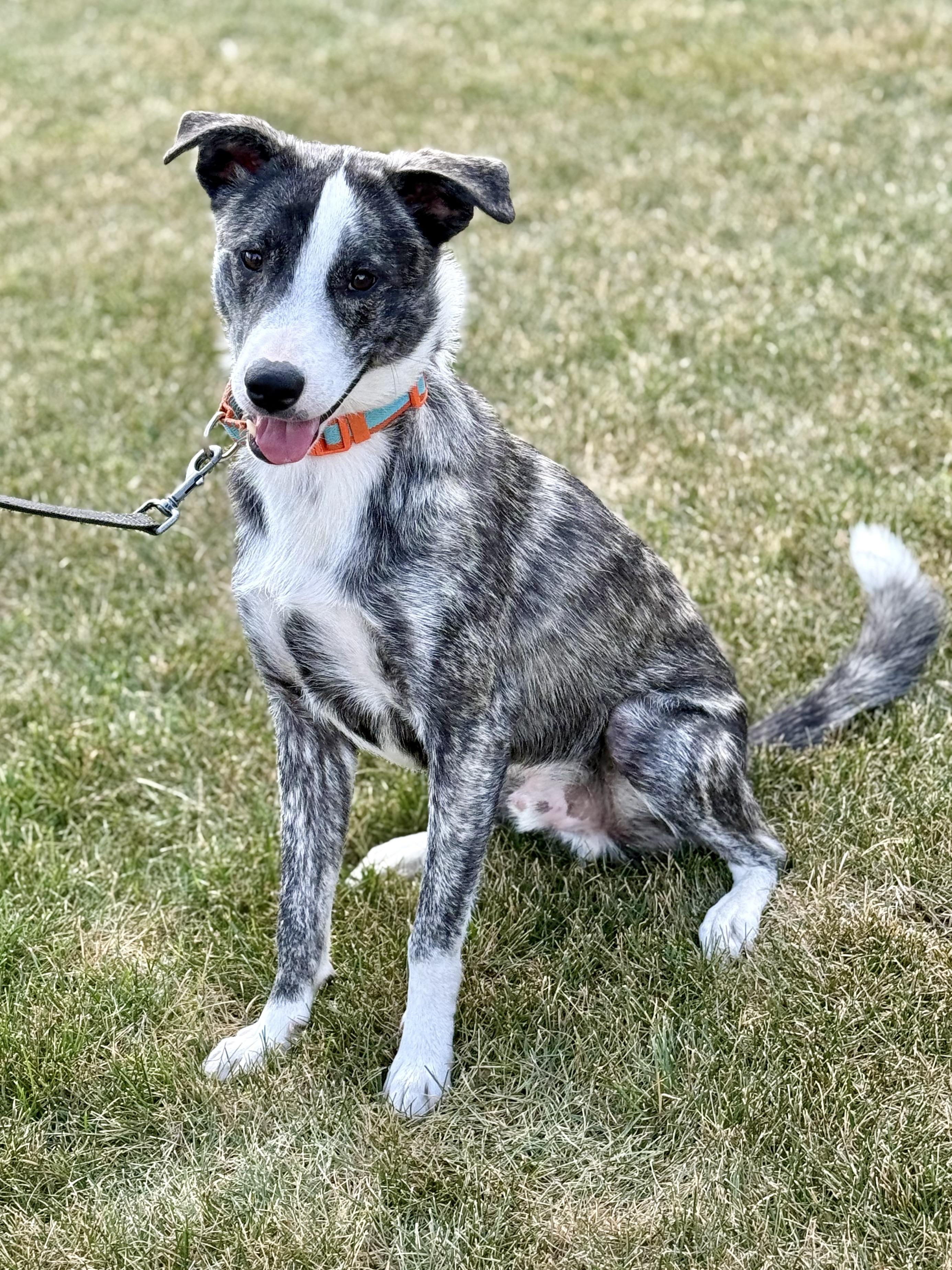 Enlarge Kev, an adoptable mixed breed in Orland Park, IL image 3/6