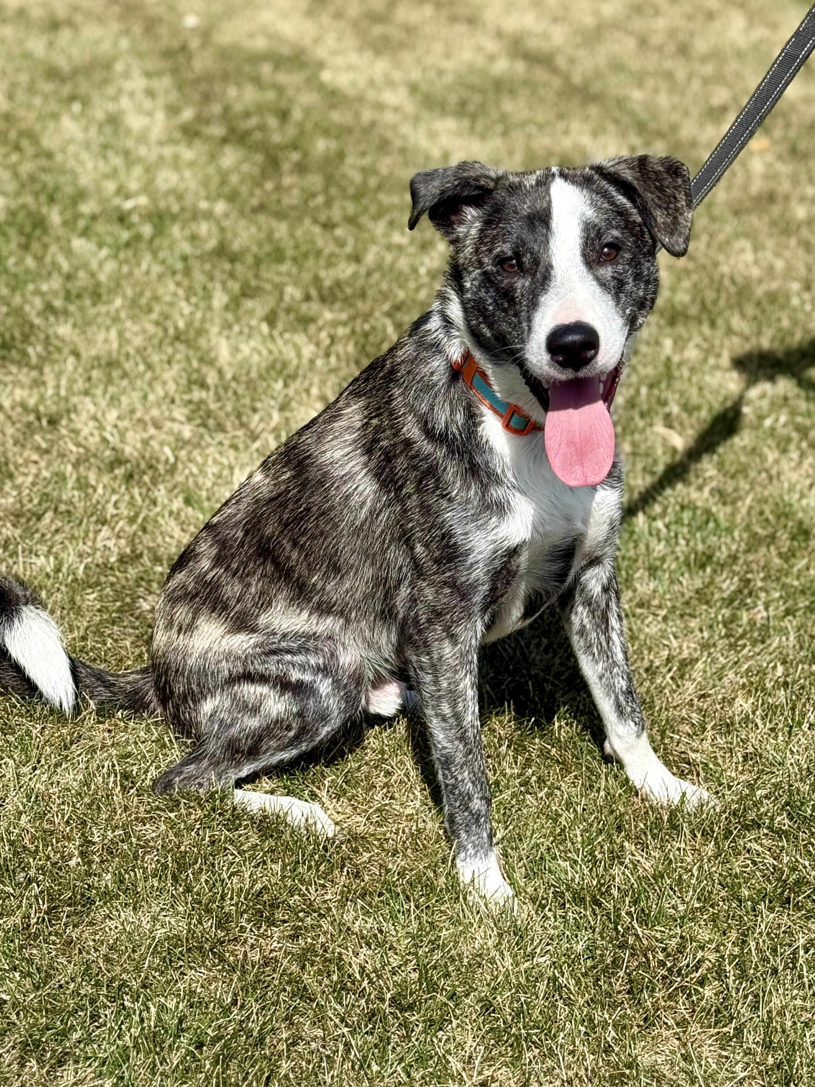 Enlarge Kev, an adoptable mixed breed in Orland Park, IL image 4/6