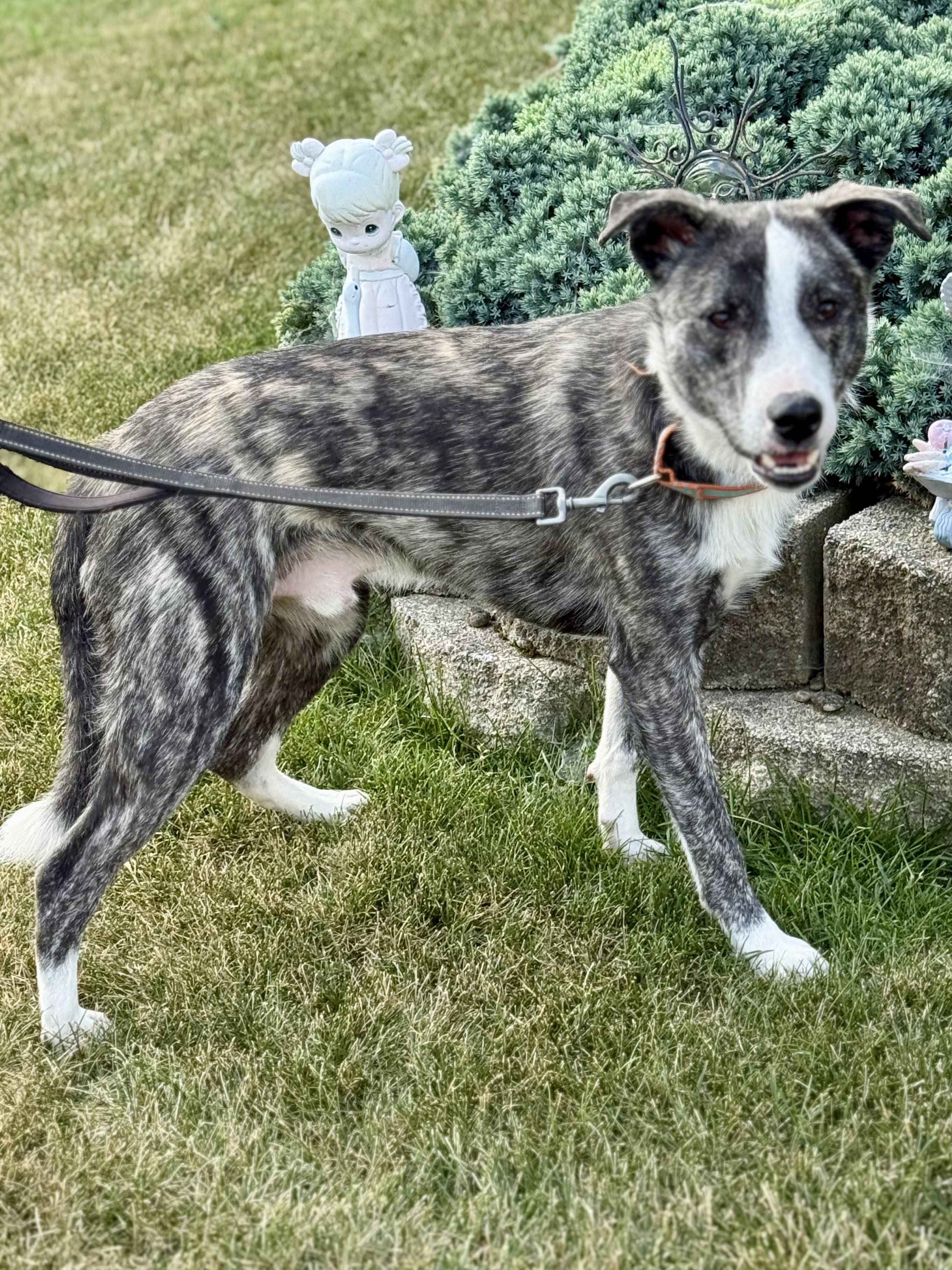 Enlarge Kev, an adoptable mixed breed in Orland Park, IL image 5/6