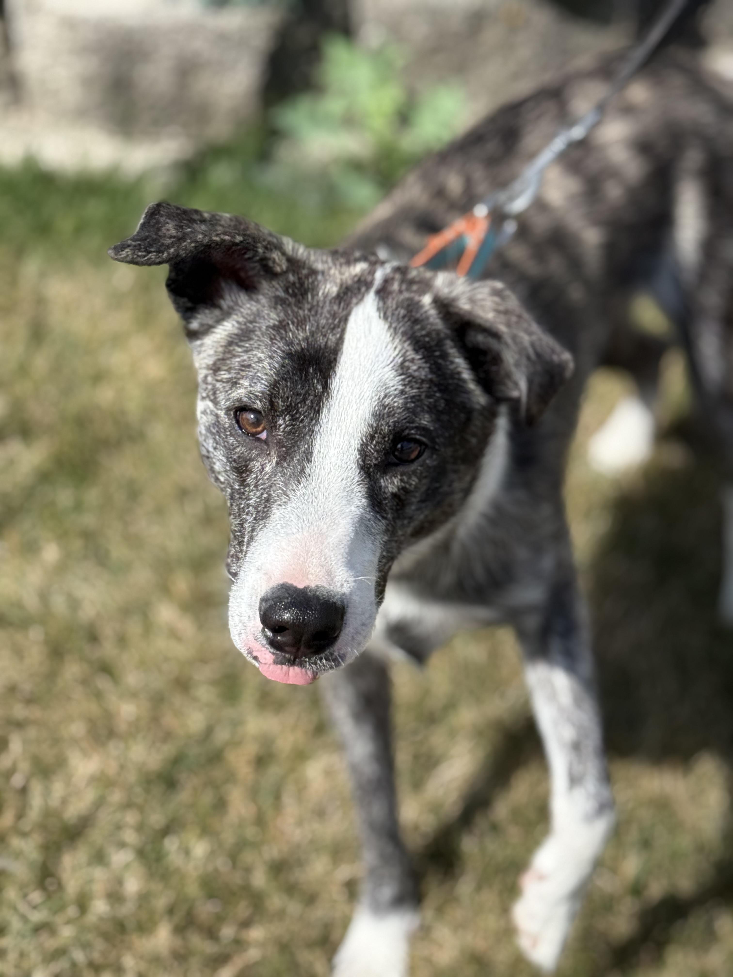 Enlarge Kev, an adoptable mixed breed in Orland Park, IL image 6/6