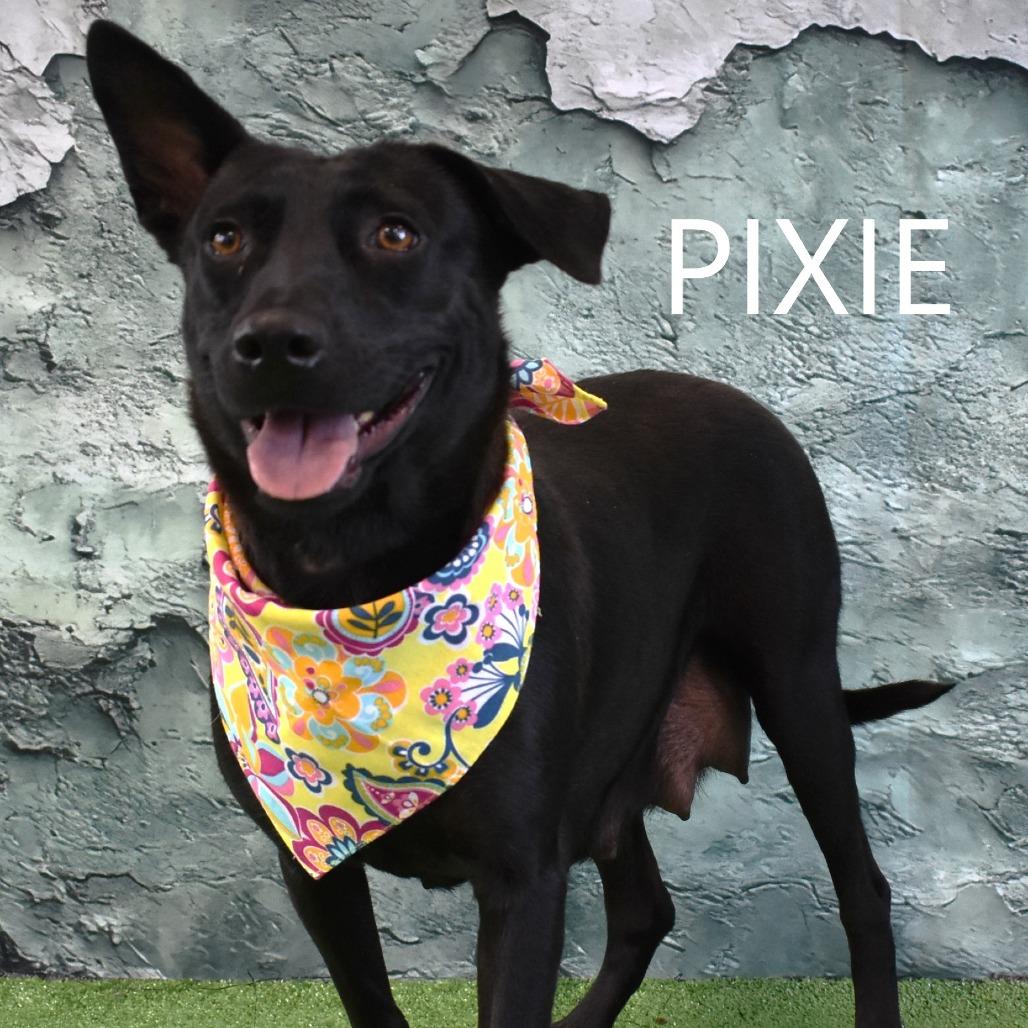 Pixie, Adoptable, Adult Female Black Labrador Retriever & Mixed Breed.