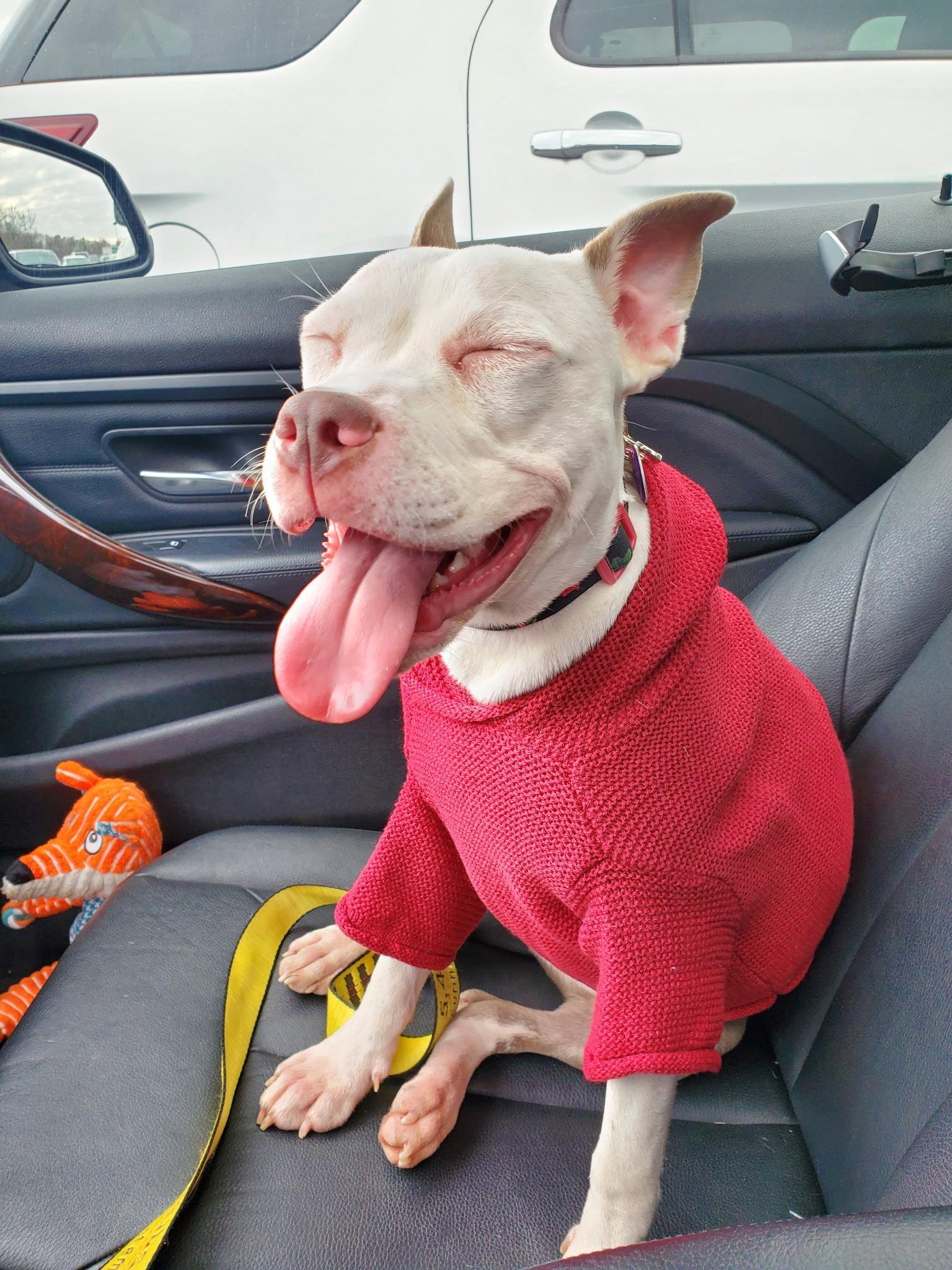 Stella, a Adoptable Staffordshire Bull Terrier in Oakhurst, NJ image 1/3