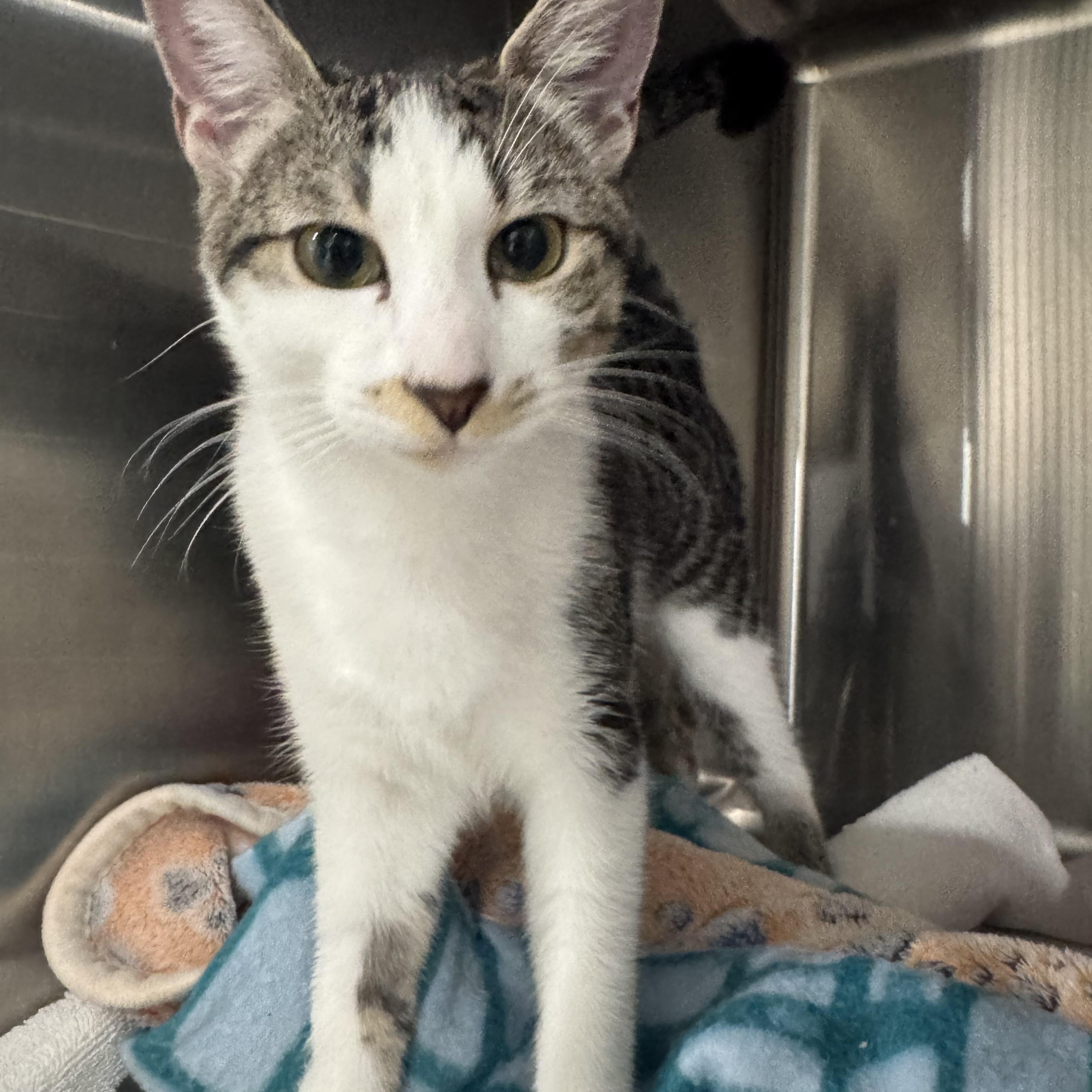 Enlarge Squash, a Adopted Domestic Short Hair in Marina del Rey, CA image 2/4