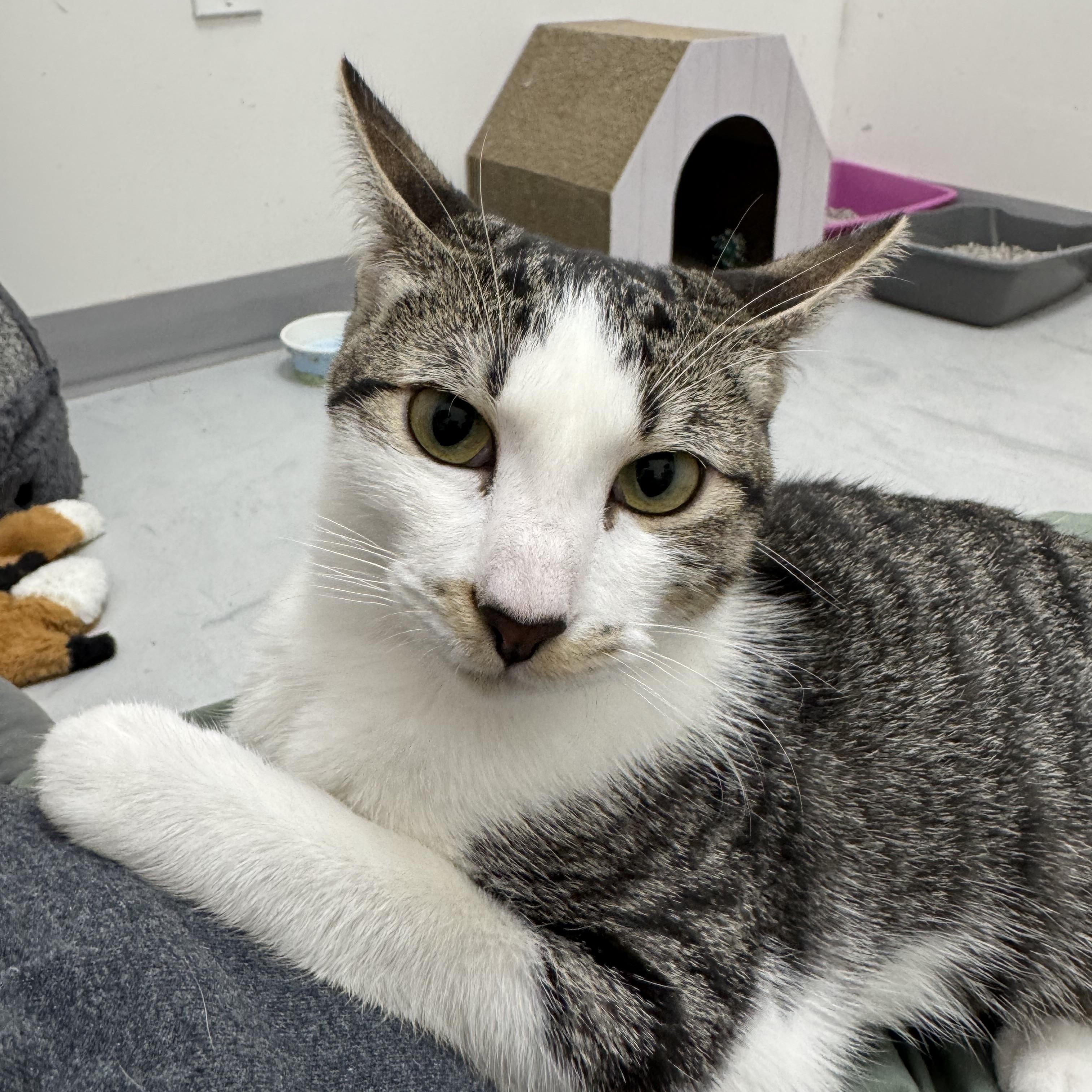Enlarge Squash, a Adopted Domestic Short Hair in Marina del Rey, CA image 3/4