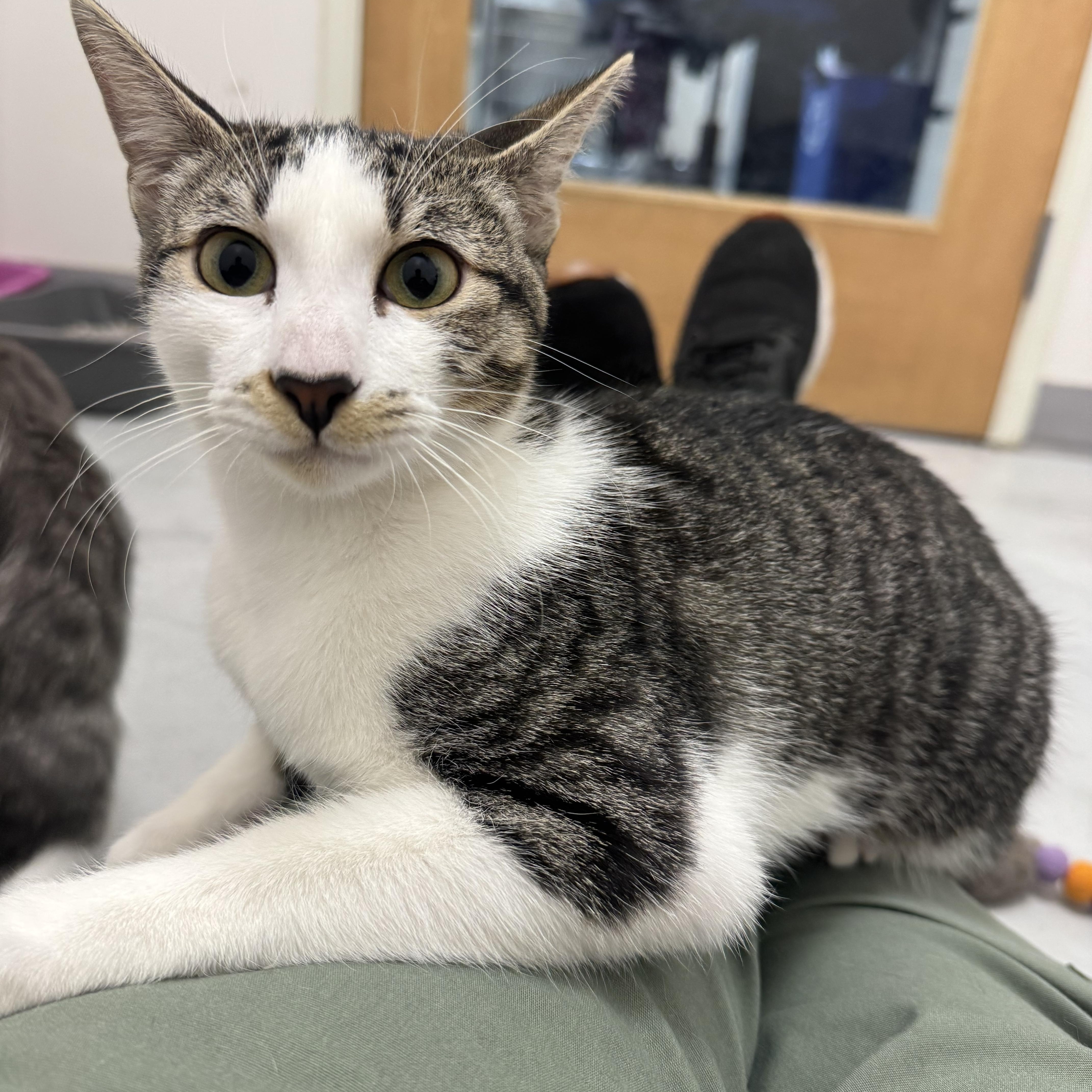 Enlarge Squash, a Adopted Domestic Short Hair in Marina del Rey, CA image 1/4