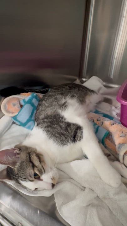 Enlarge Squash, a Adopted Domestic Short Hair in Marina del Rey, CA video 4/4