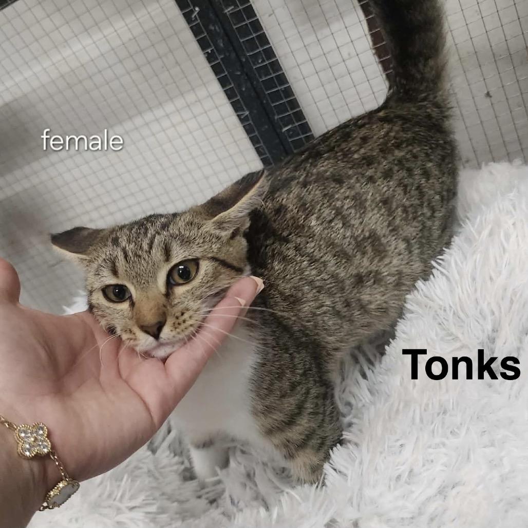 Tonks, Adoptable, Kitten Female American Shorthair.