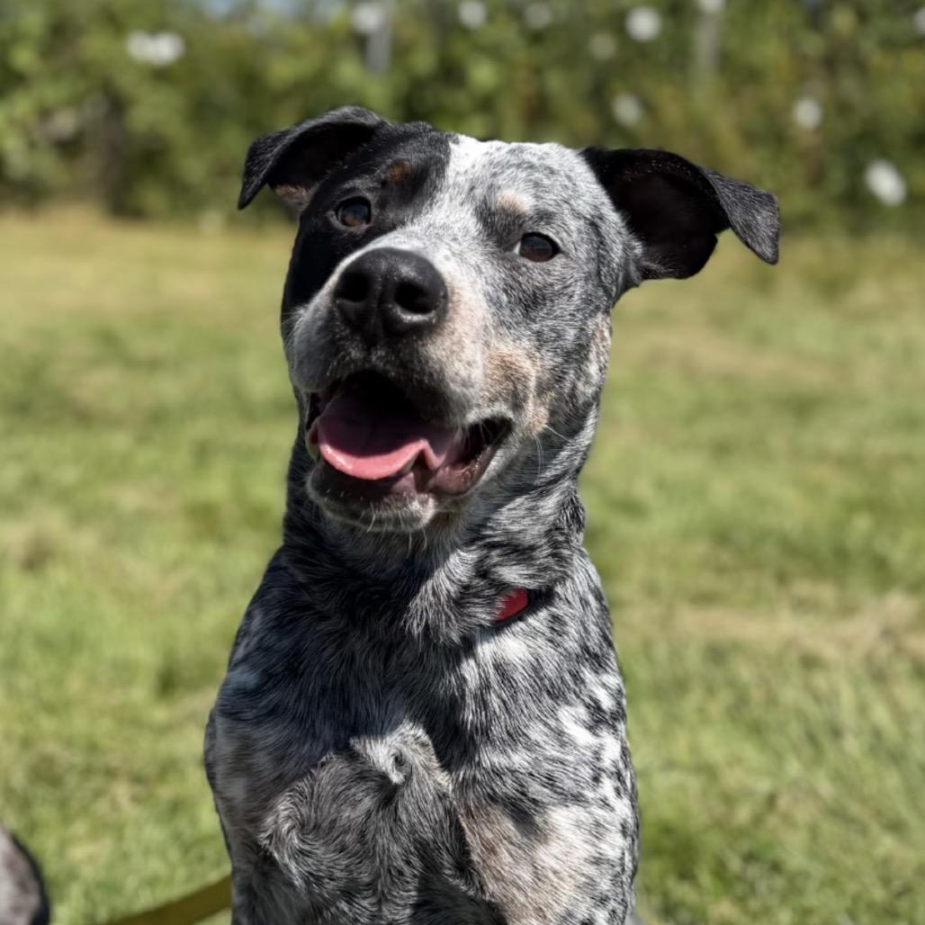 Enlarge Remington, a Adoptable Australian Cattle Dog / Blue Heeler in Bellingham, WA image 1/6