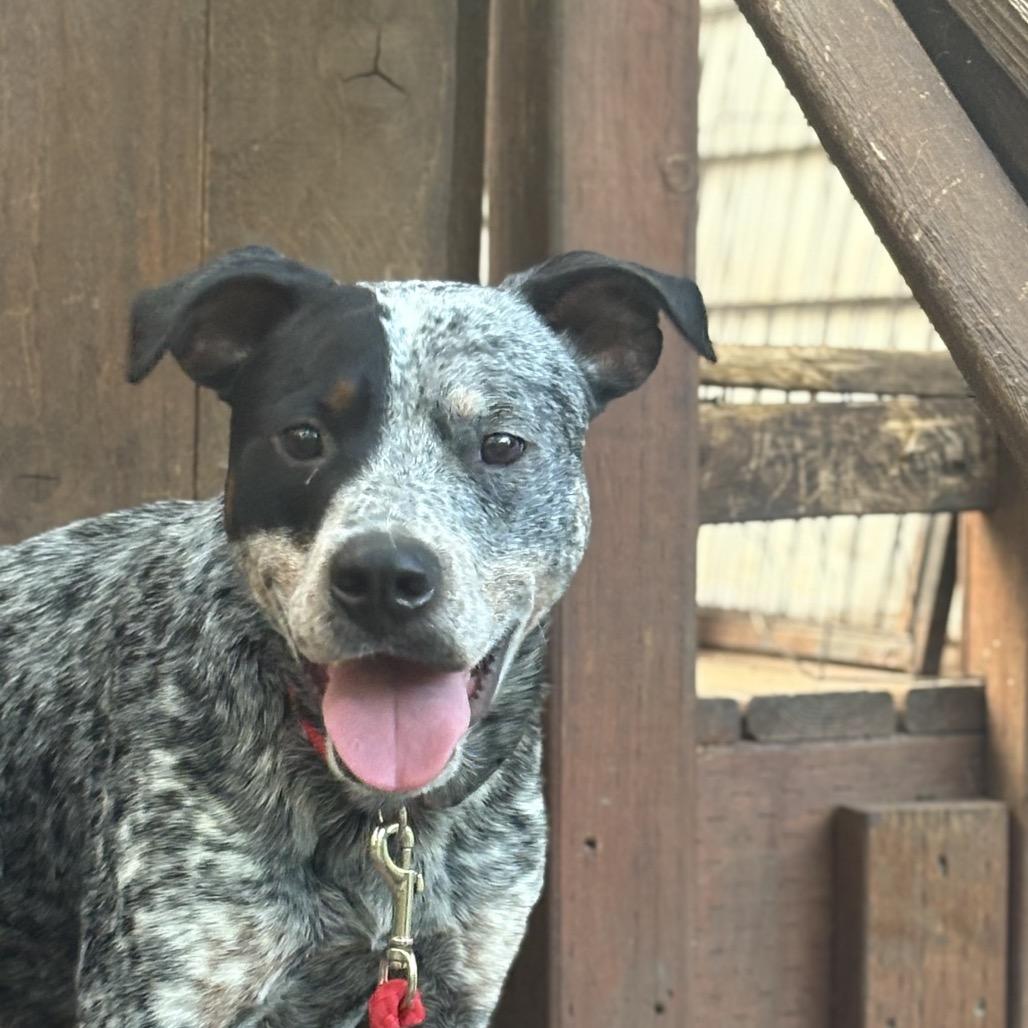 Enlarge Remington, a Adoptable Australian Cattle Dog / Blue Heeler in Bellingham, WA image 2/6