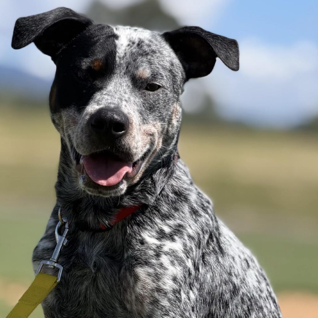 Enlarge Remington, a Adoptable Australian Cattle Dog / Blue Heeler in Bellingham, WA image 3/6