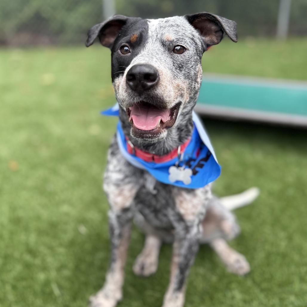 Enlarge Remington, a Adoptable Australian Cattle Dog / Blue Heeler in Bellingham, WA image 4/6