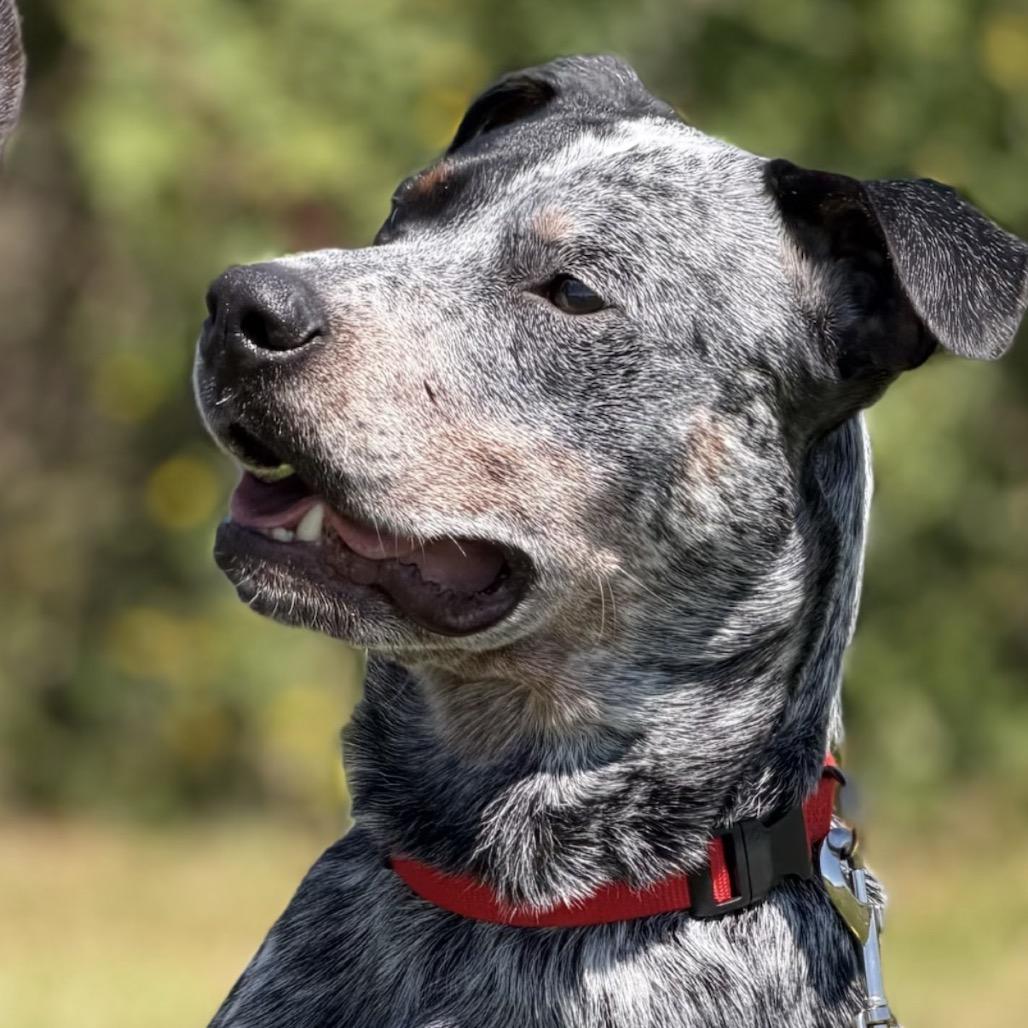 Enlarge Remington, a Adoptable Australian Cattle Dog / Blue Heeler in Bellingham, WA image 5/6