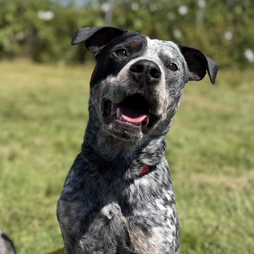 Enlarge Remington, a Adoptable Australian Cattle Dog / Blue Heeler in Bellingham, WA image 6/6