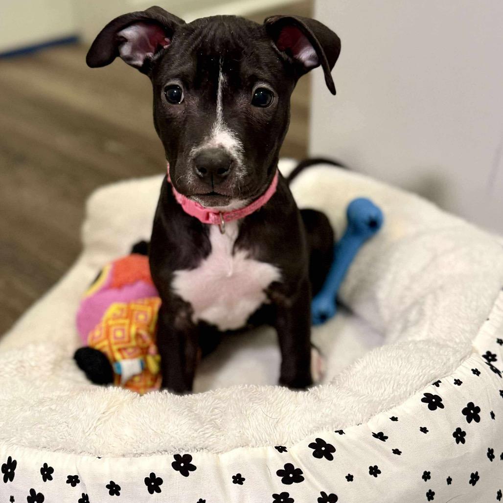 June, Adoptable, Puppy Female Terrier.