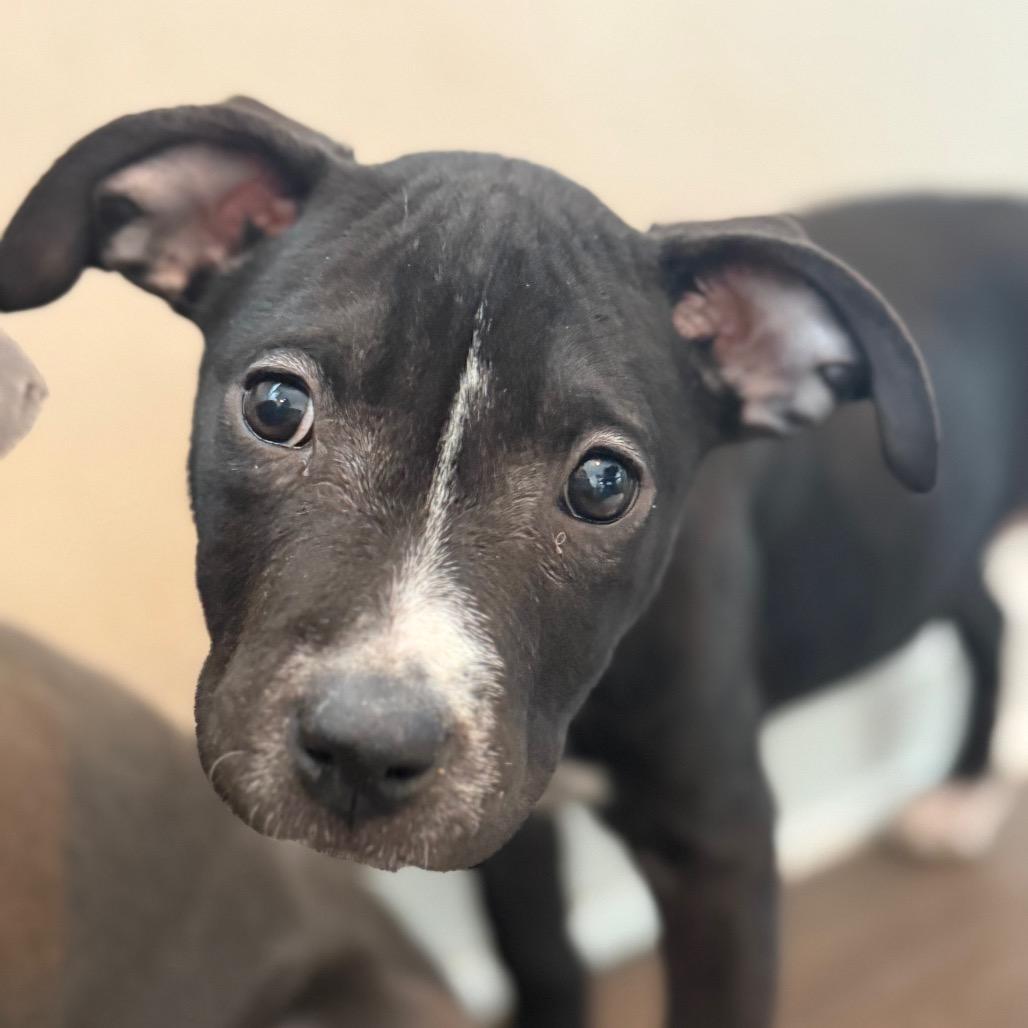 Enlarge June, a Adoptable Terrier in Prospect, KY image 2/2