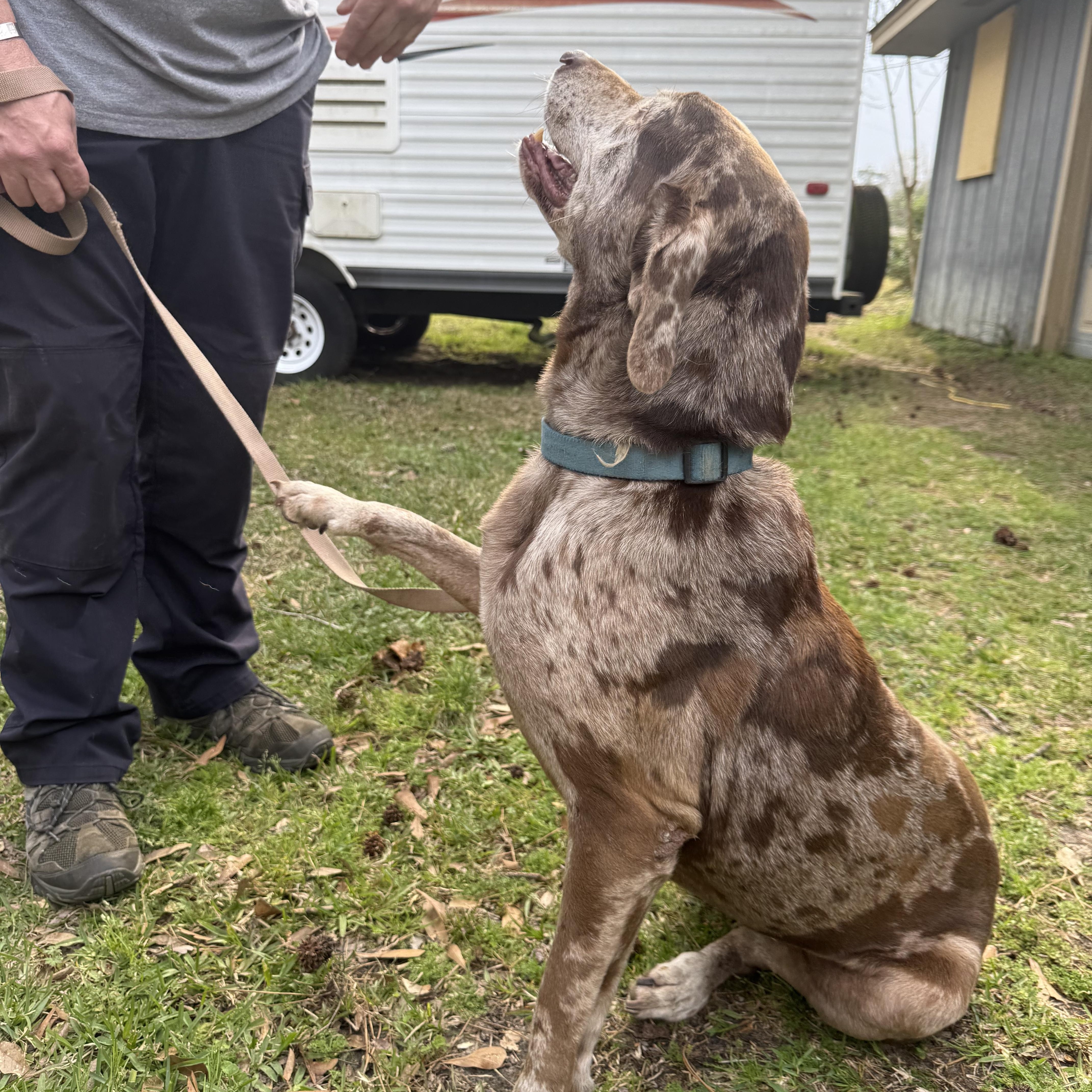Specks, Adoptable, Senior Female Mountain Cur.