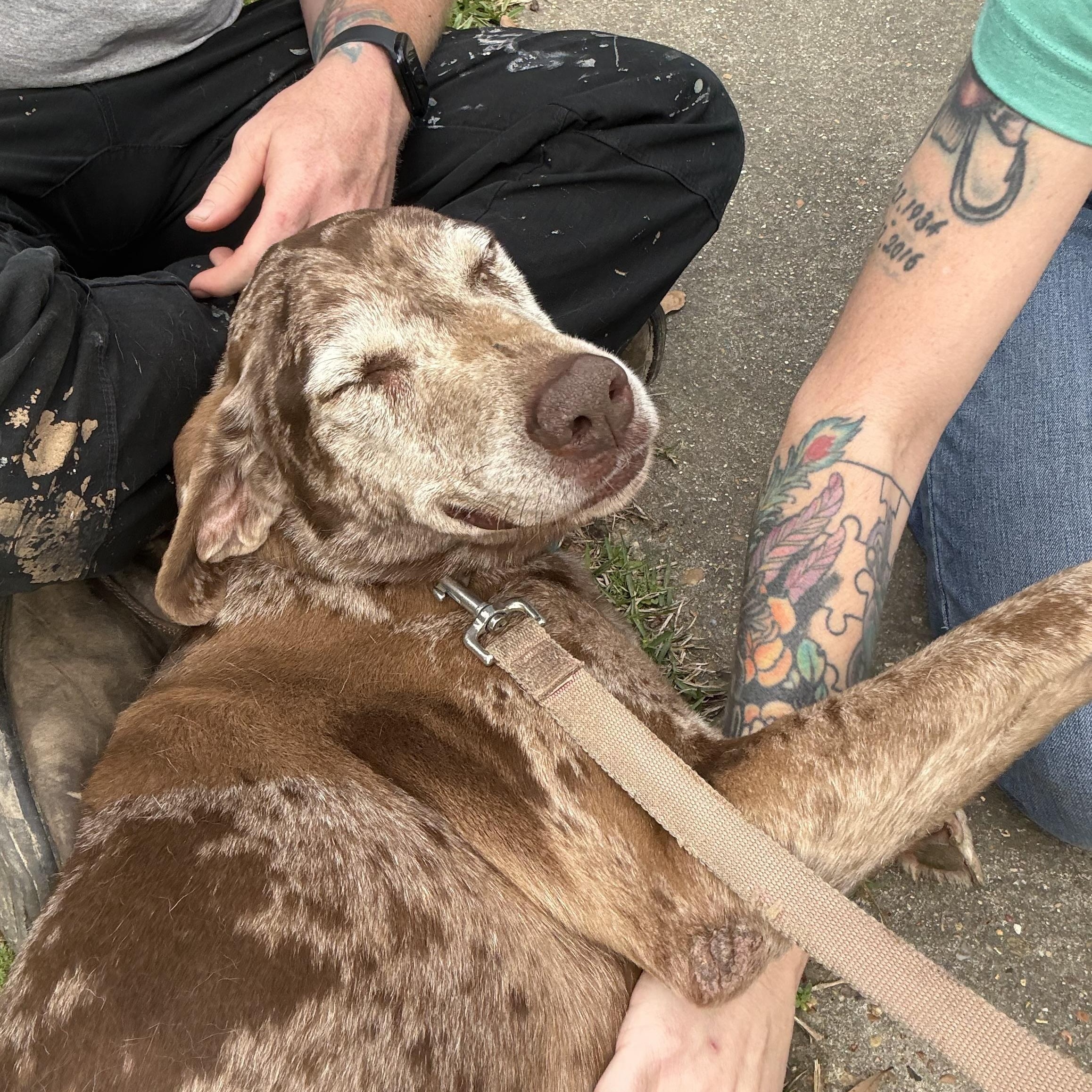 Specks, Adoptable, Senior Female Mountain Cur.