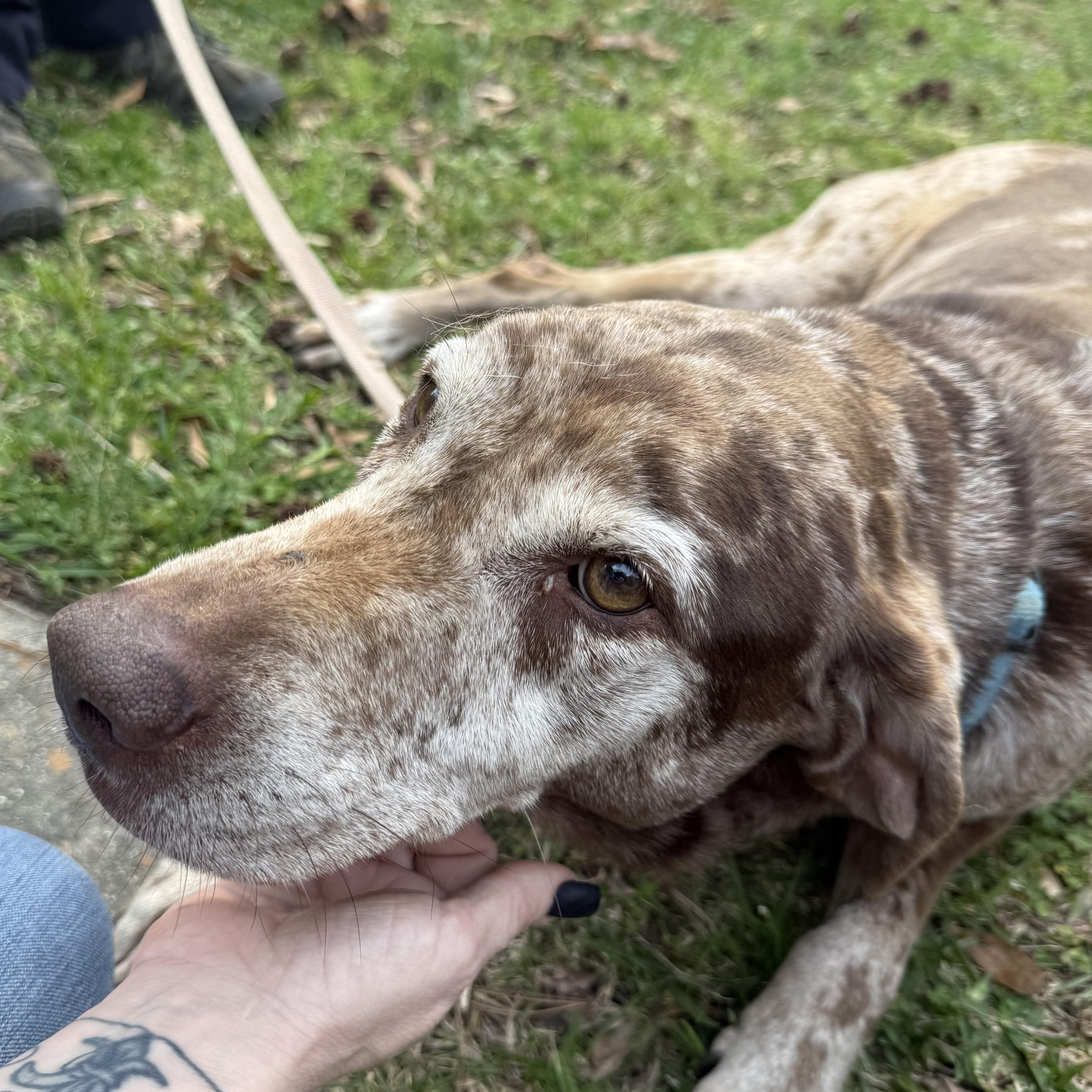 Enlarge Specks, a Adoptable mixed breed in Leesville, LA image 3/3