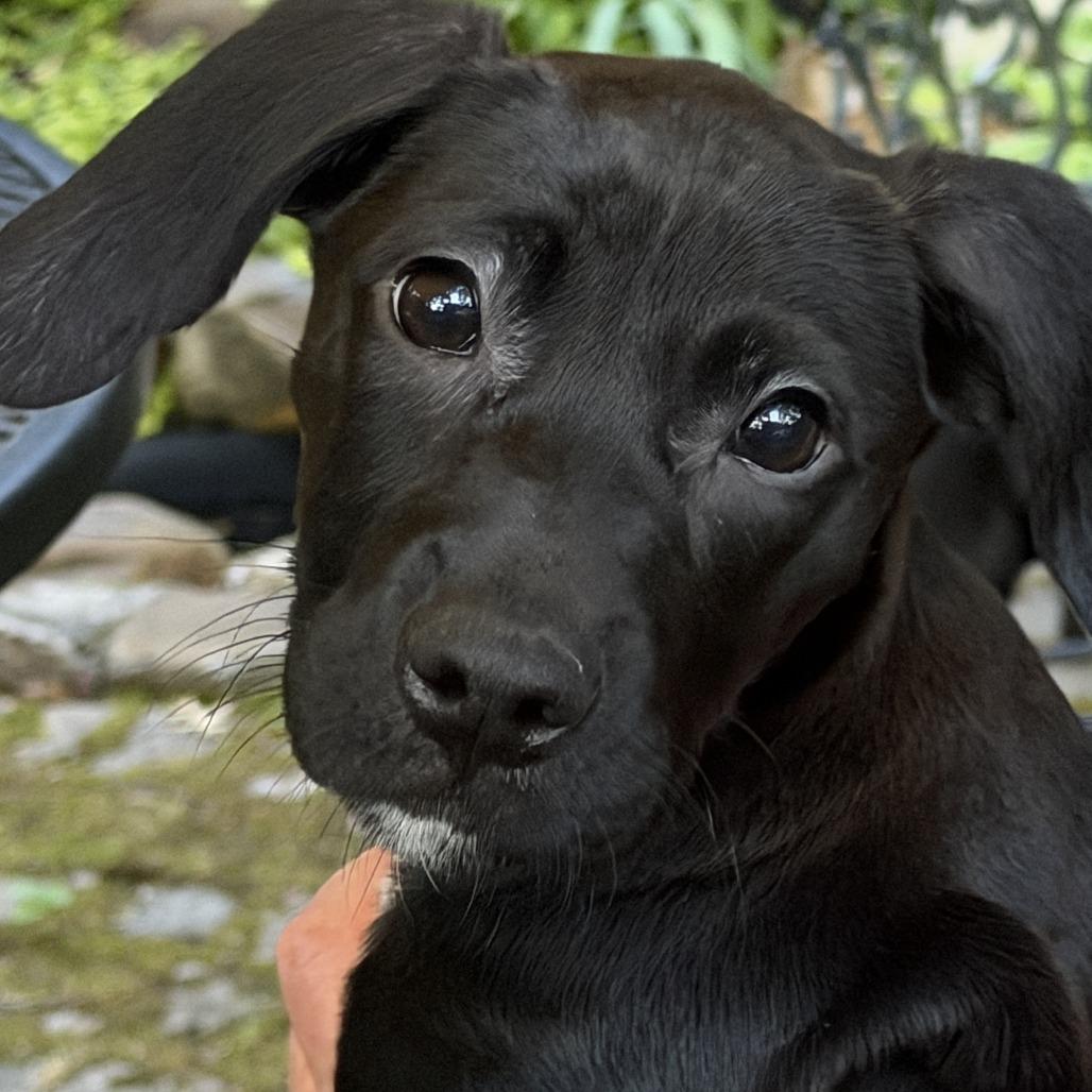 Connie, Adoptable, Puppy Female Labrador Retriever & Hound.