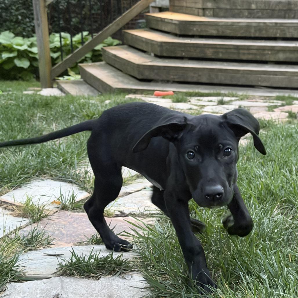 Enlarge Connie, a Adoptable mixed breed in Richmond, VA image 2/3