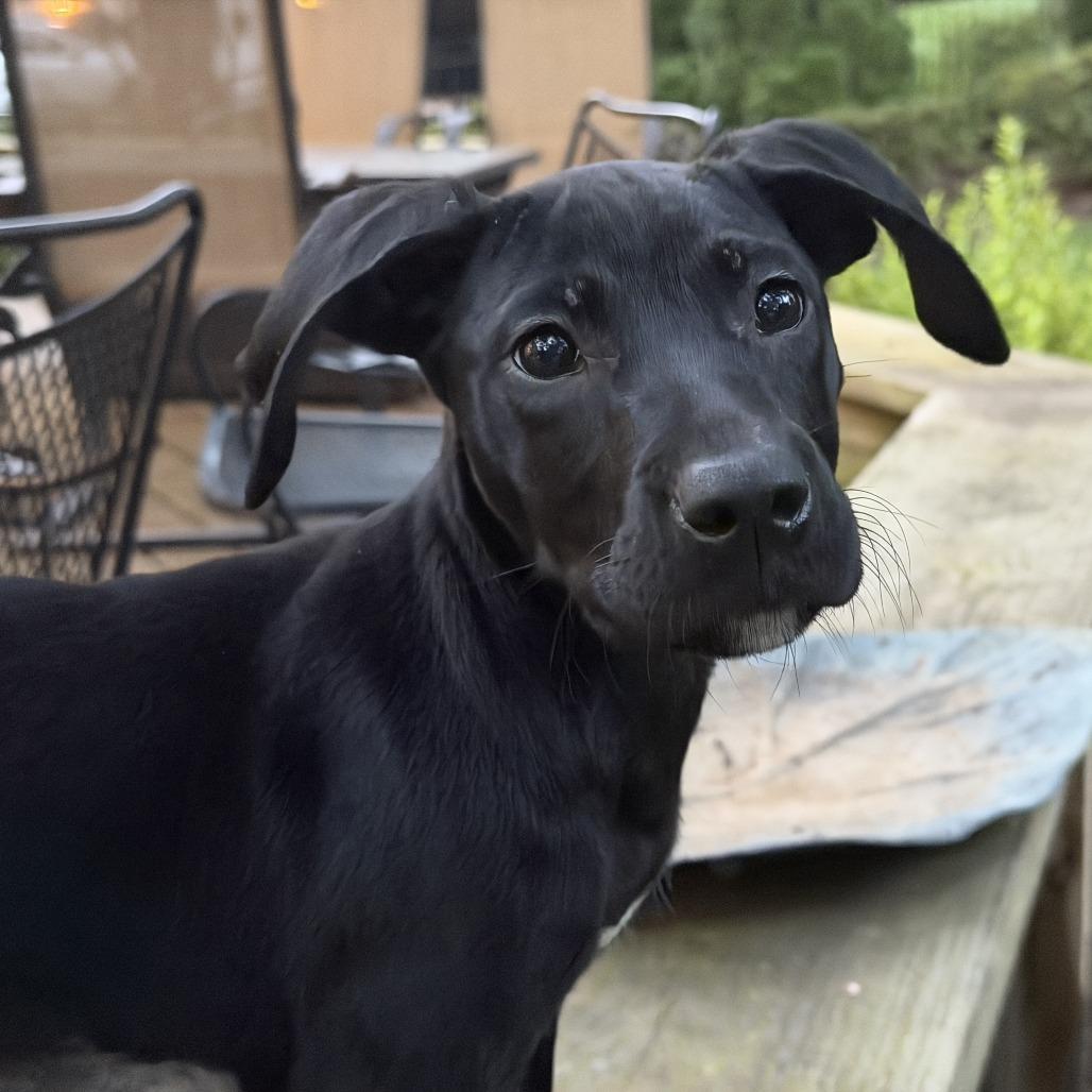 Enlarge Connie, a Adoptable mixed breed in Richmond, VA image 3/3
