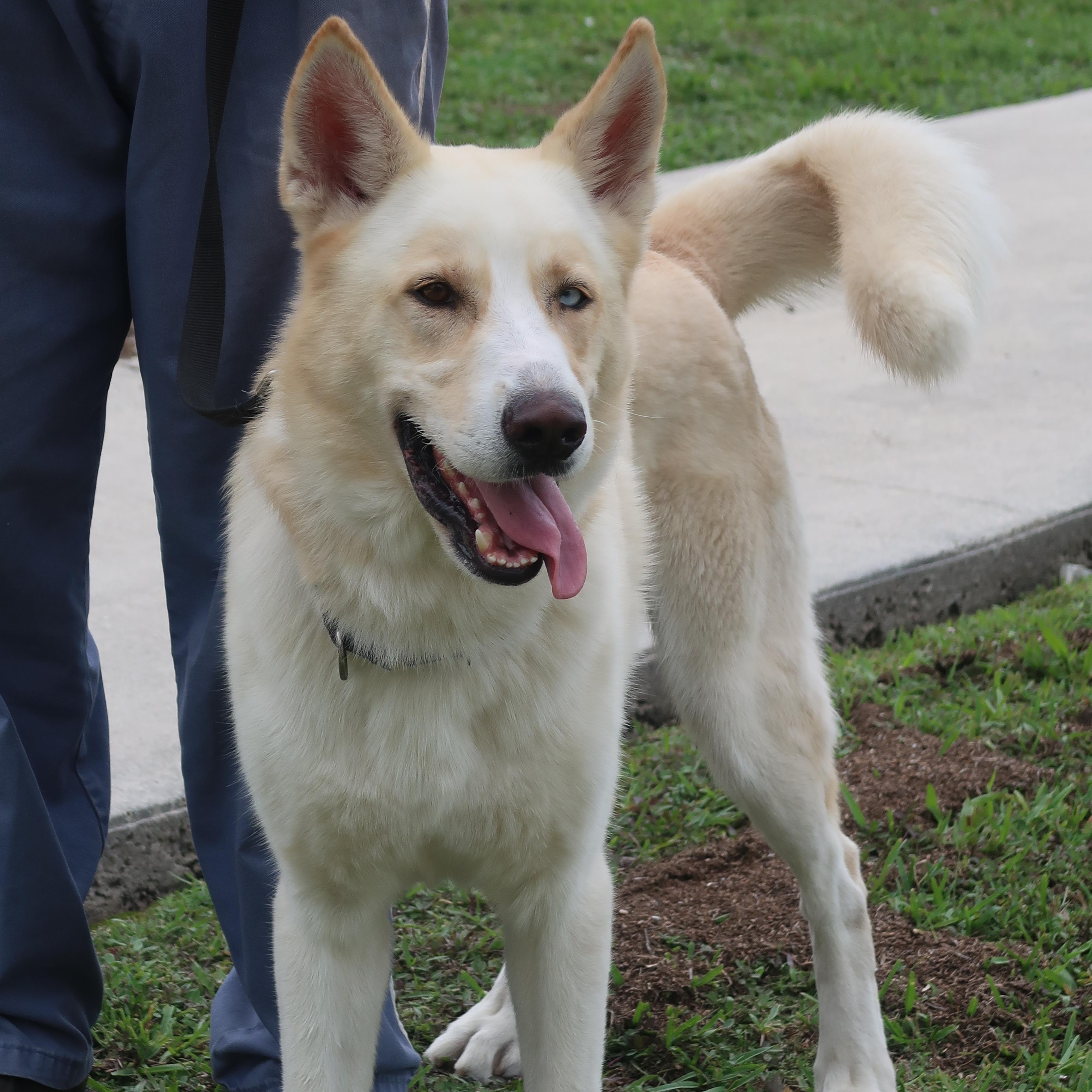 Enlarge Jackson - TRAINED DOG , a ADOPTABLE mixed breed in Miami, FL image 2/4